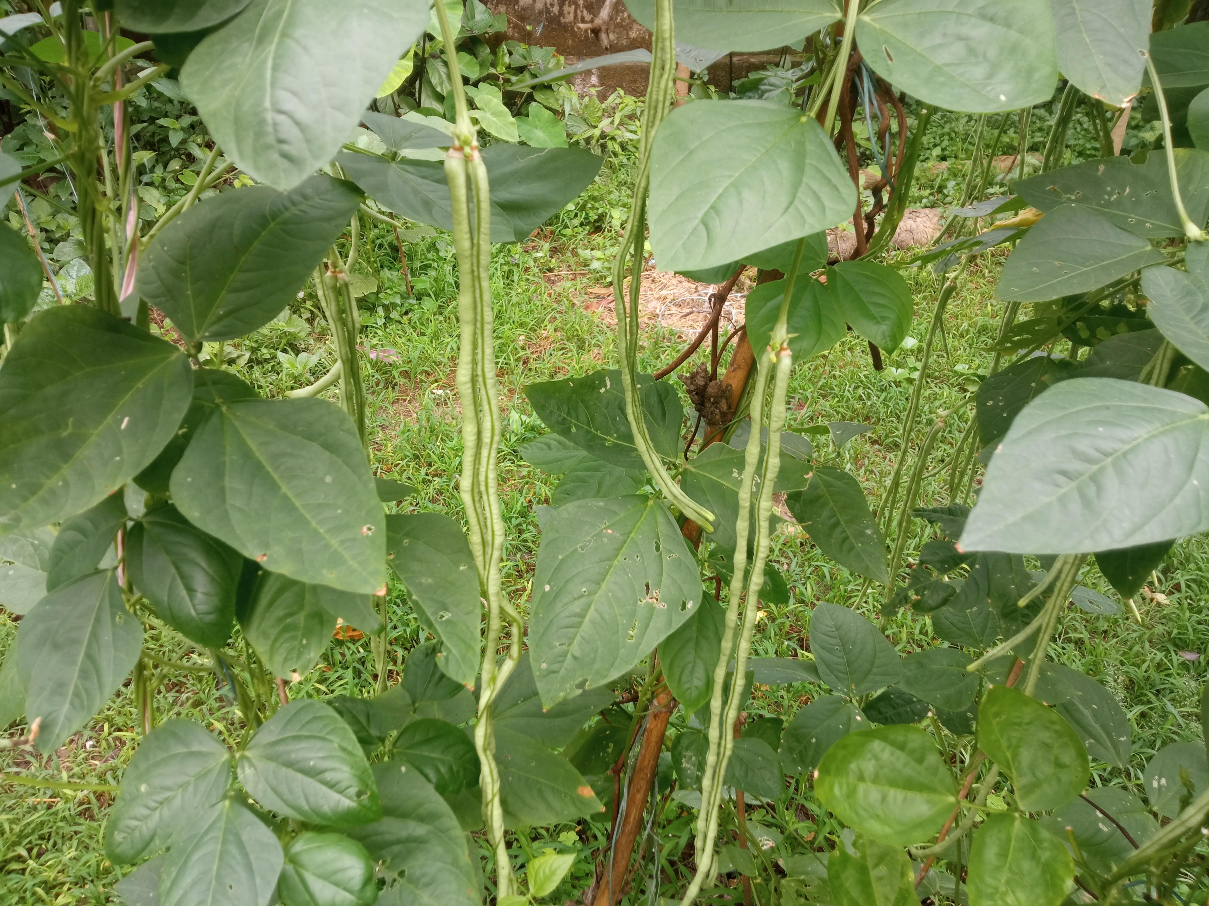 বরবটি (3).jpg