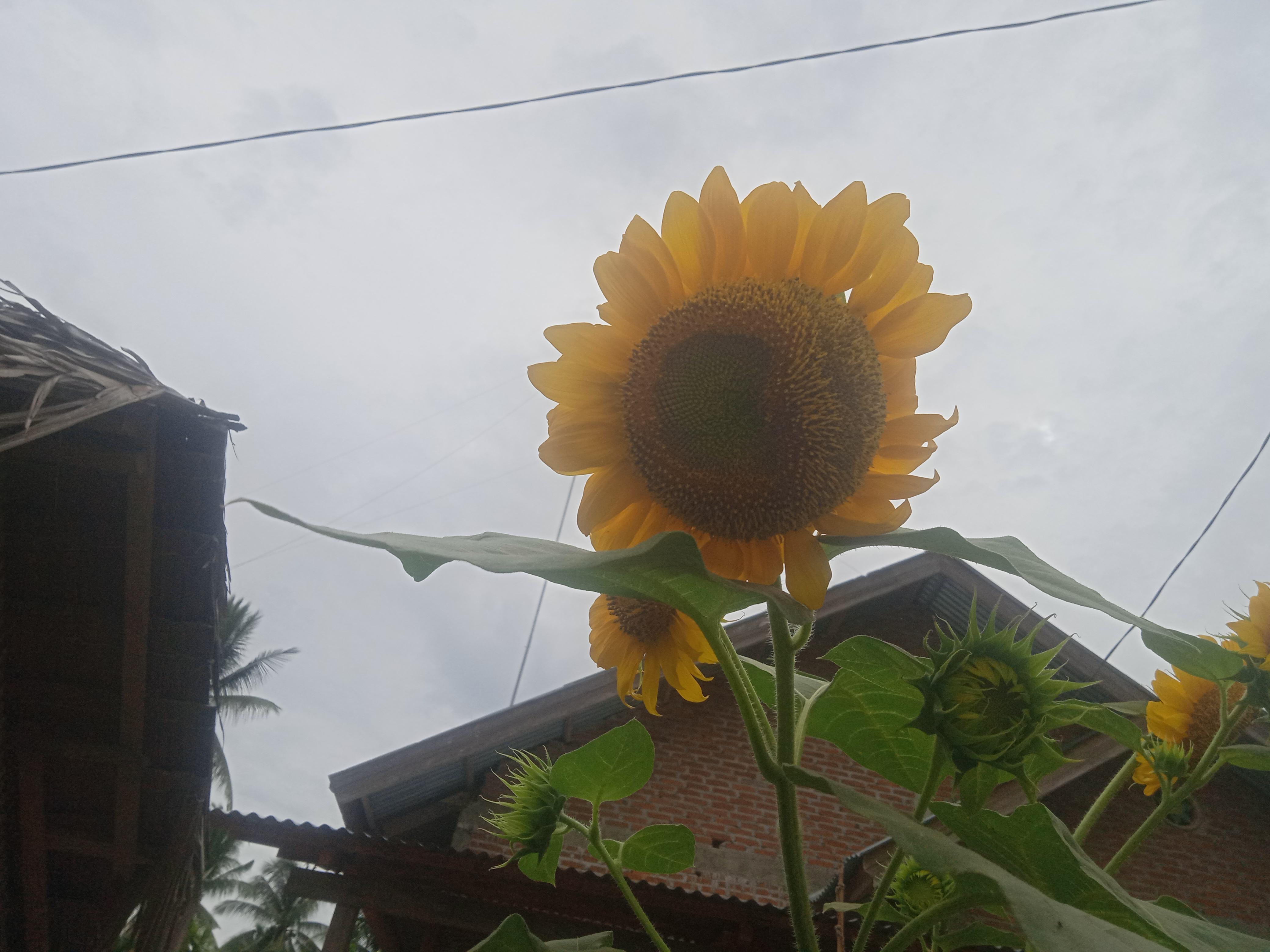 IMG20210625152719.jpg