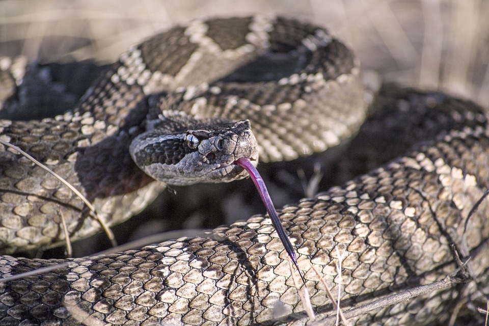 snake-2799909_960_720.jpg