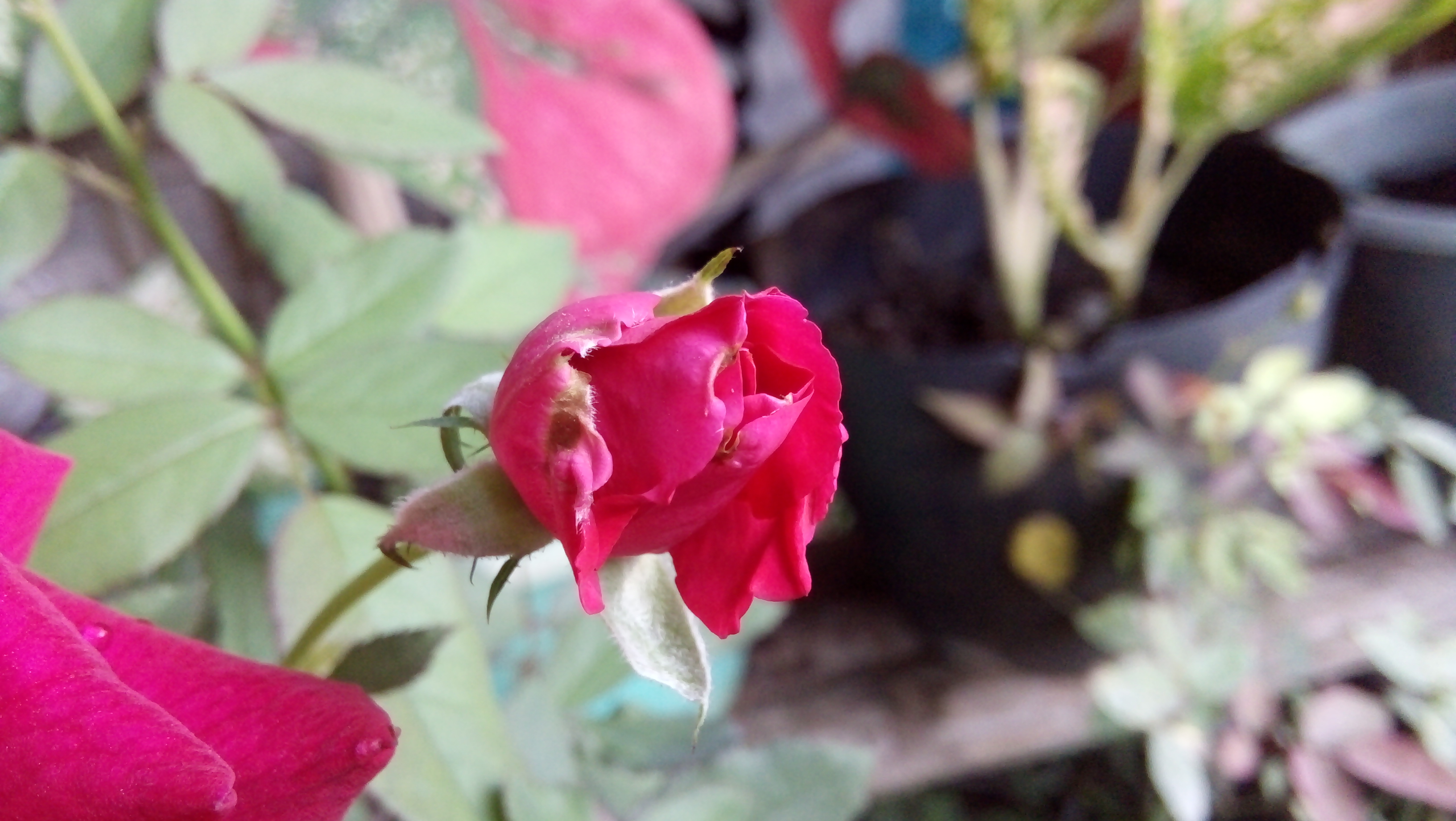IMG20220122074007.jpg
