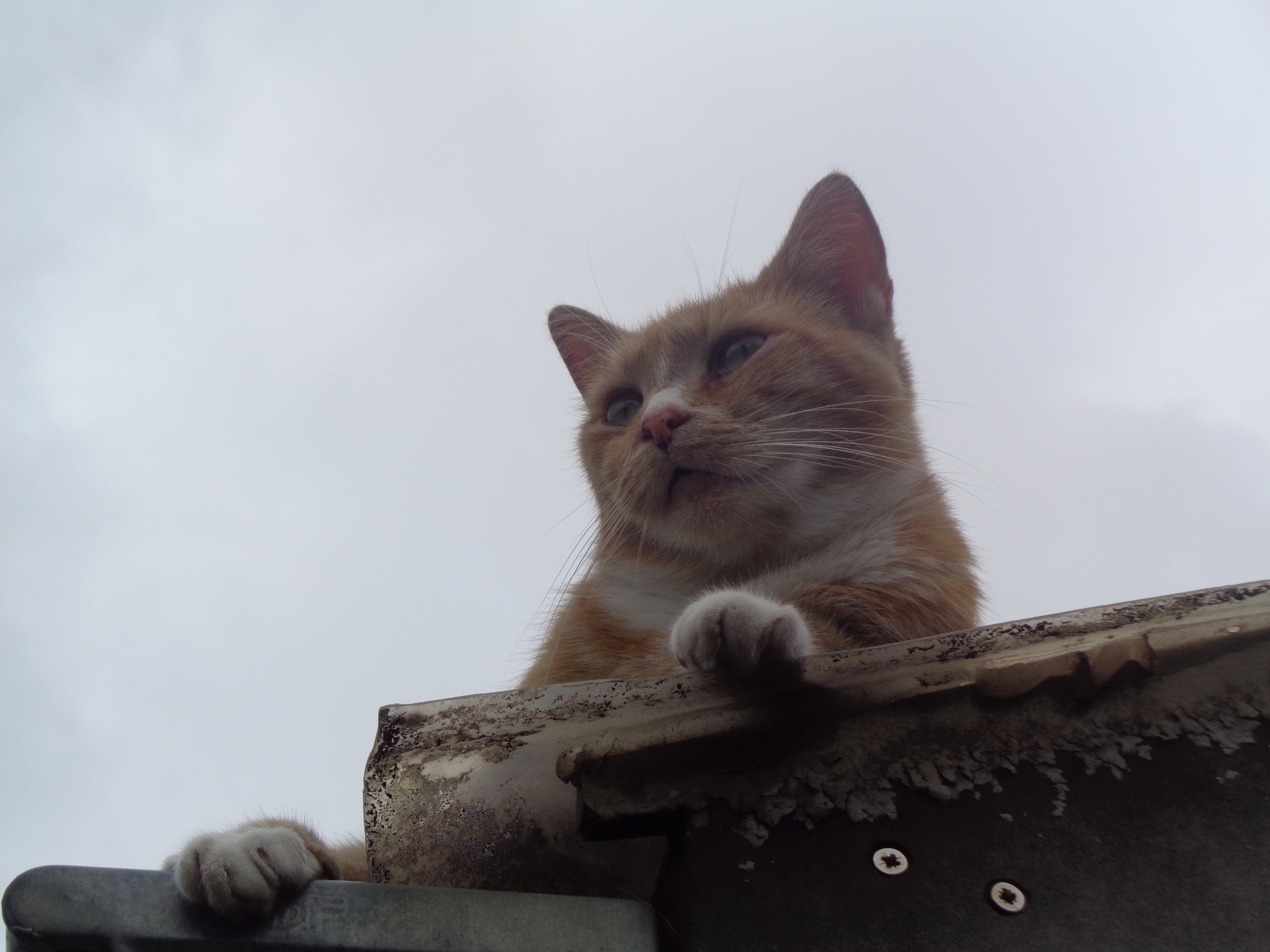 DSC02532.JPG