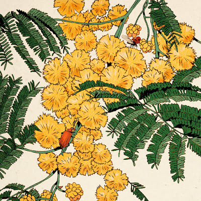 mimosa HD copie.jpg