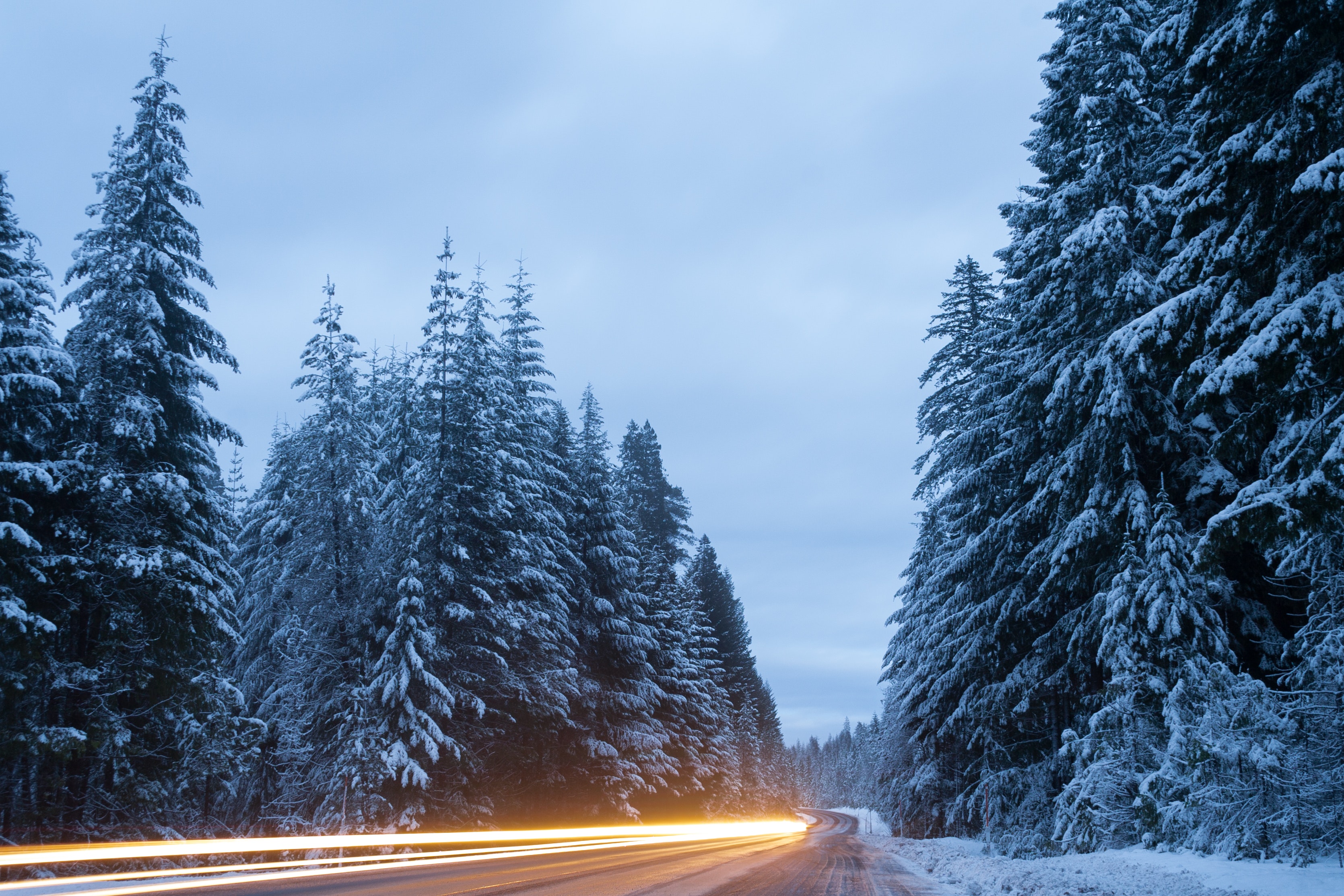 cold-forest-light-streaks-2019028.jpg