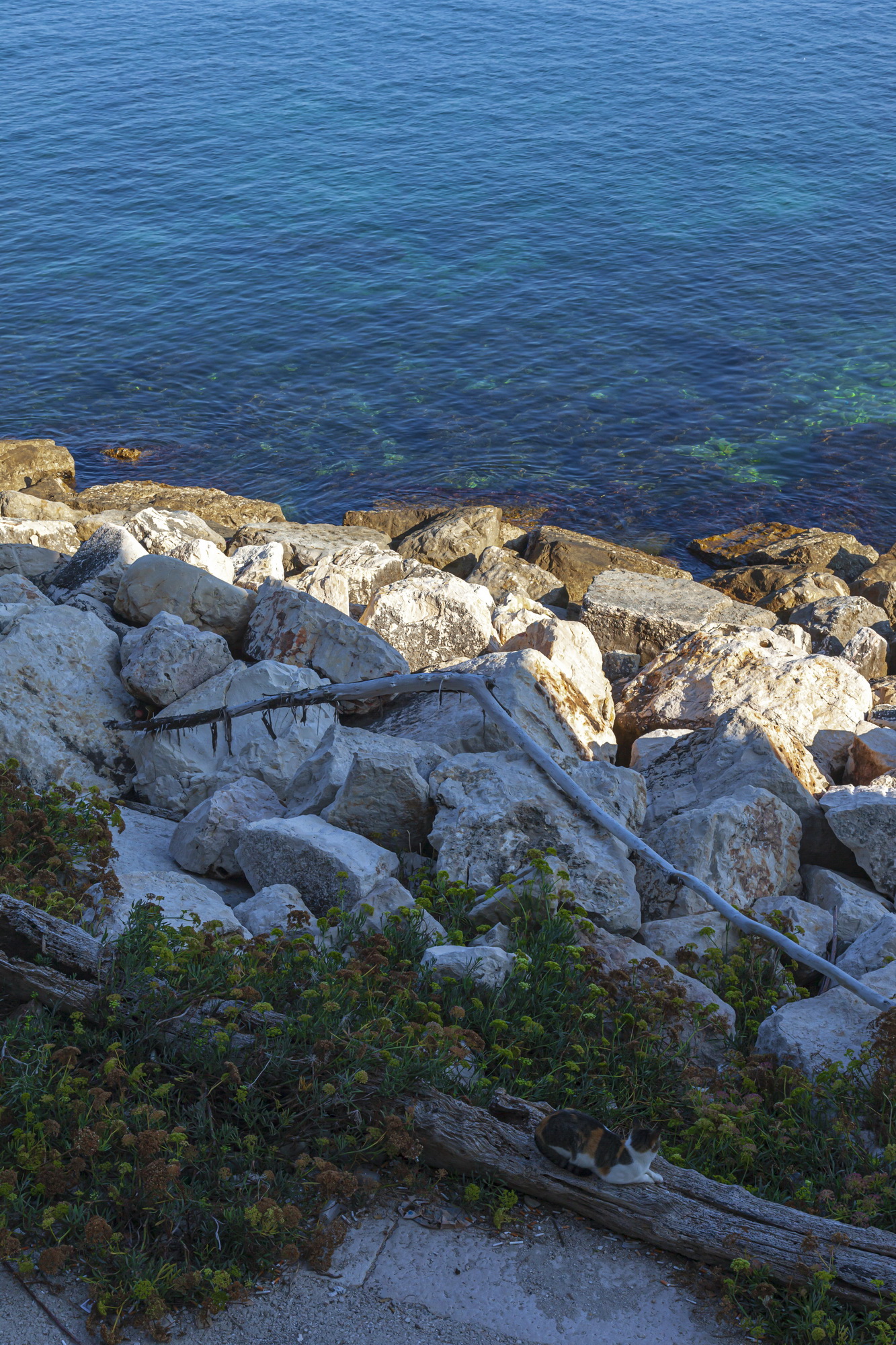 IMG_4567_resize.jpg