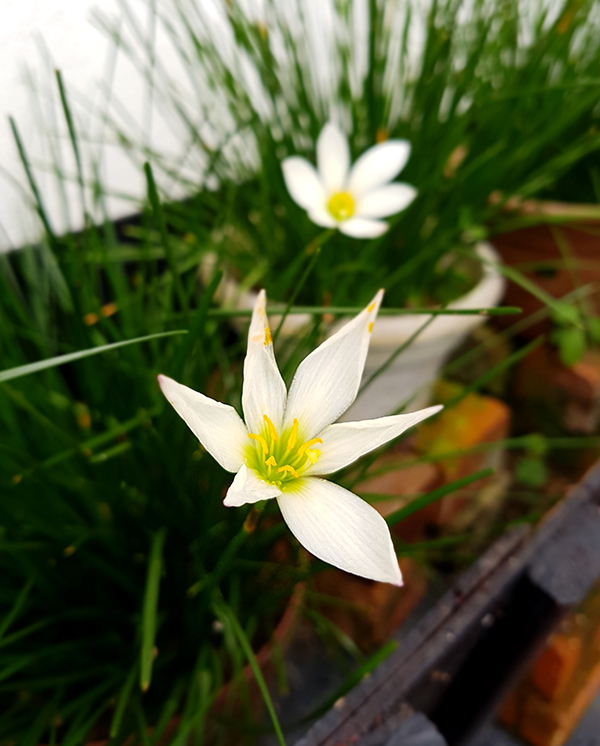 SH Flowers04.jpg