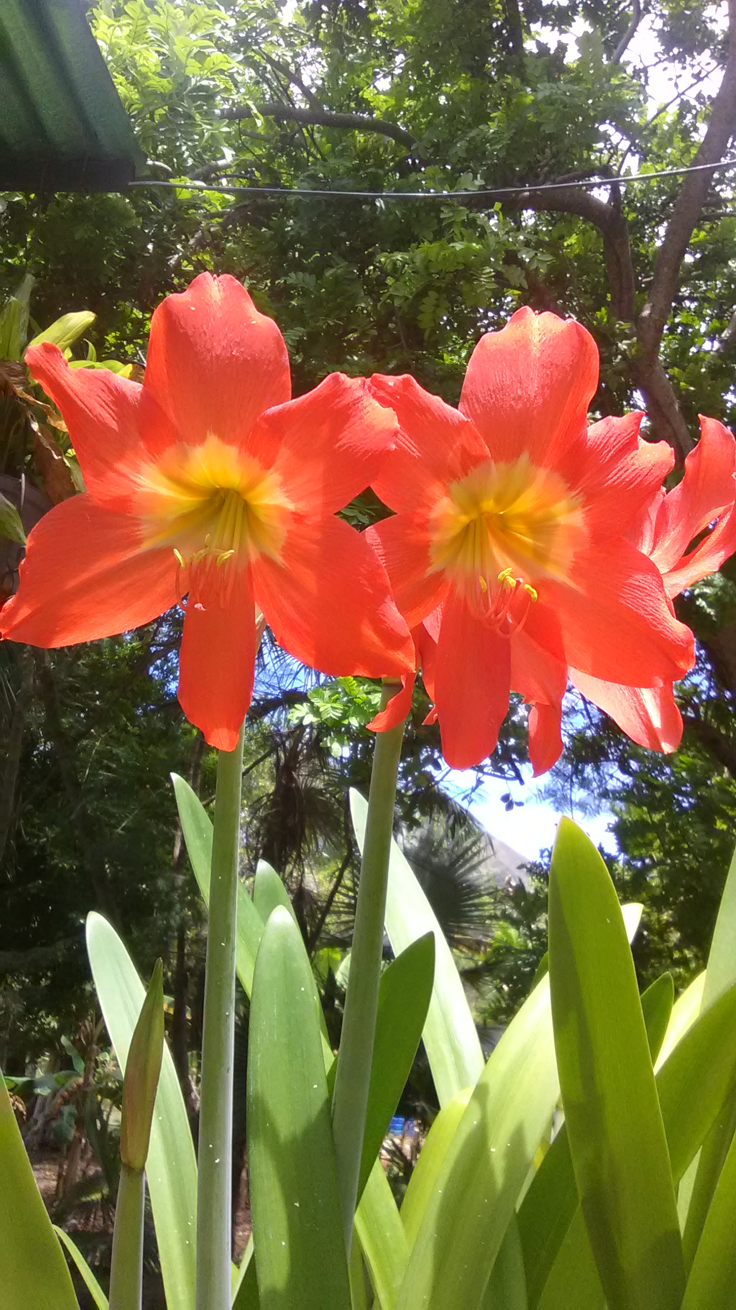 Sorprendentes Lirios Anaranjado. Amazing Orange Lilies — Steemit