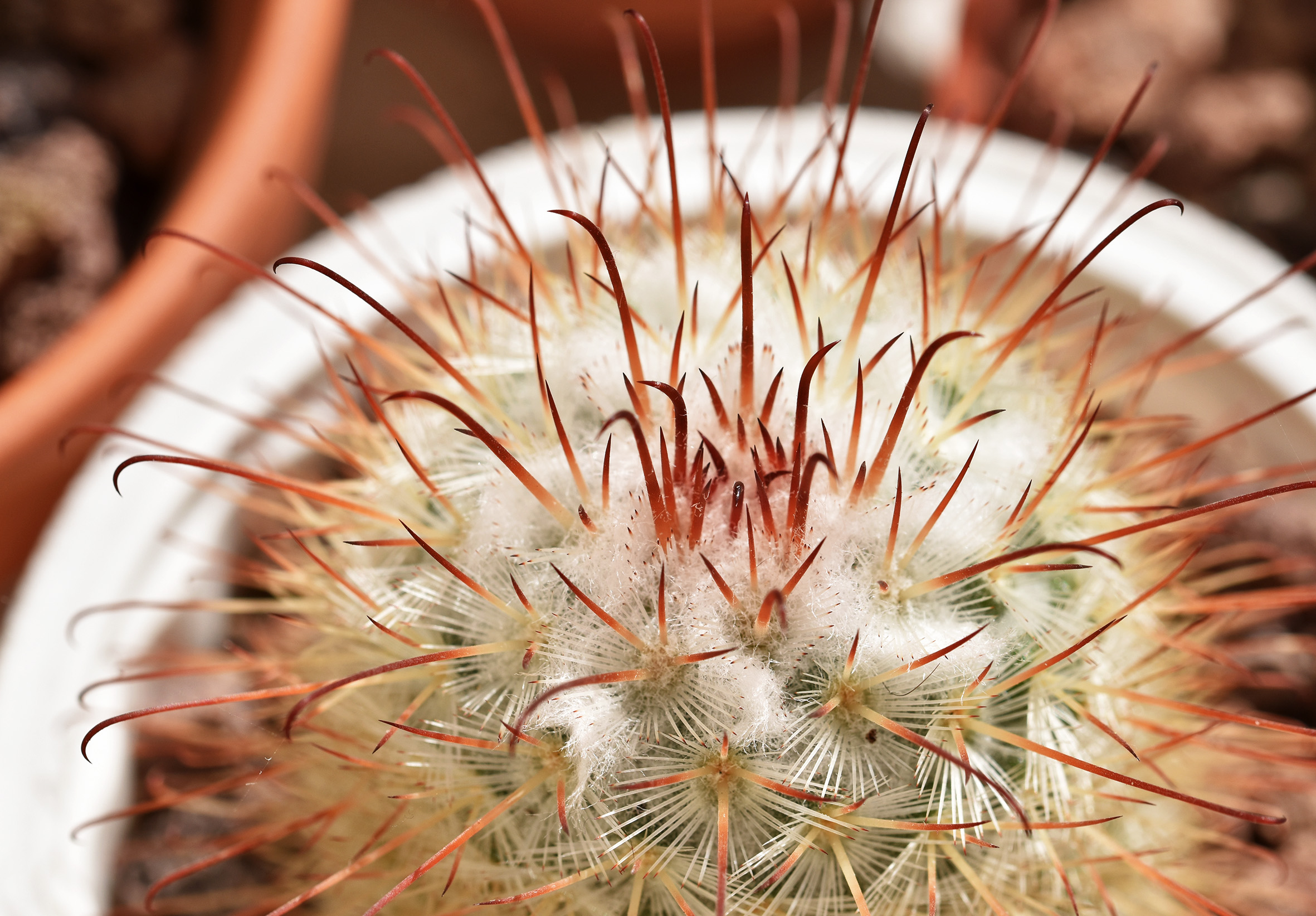 mammillaria bombycina top hooks.jpg