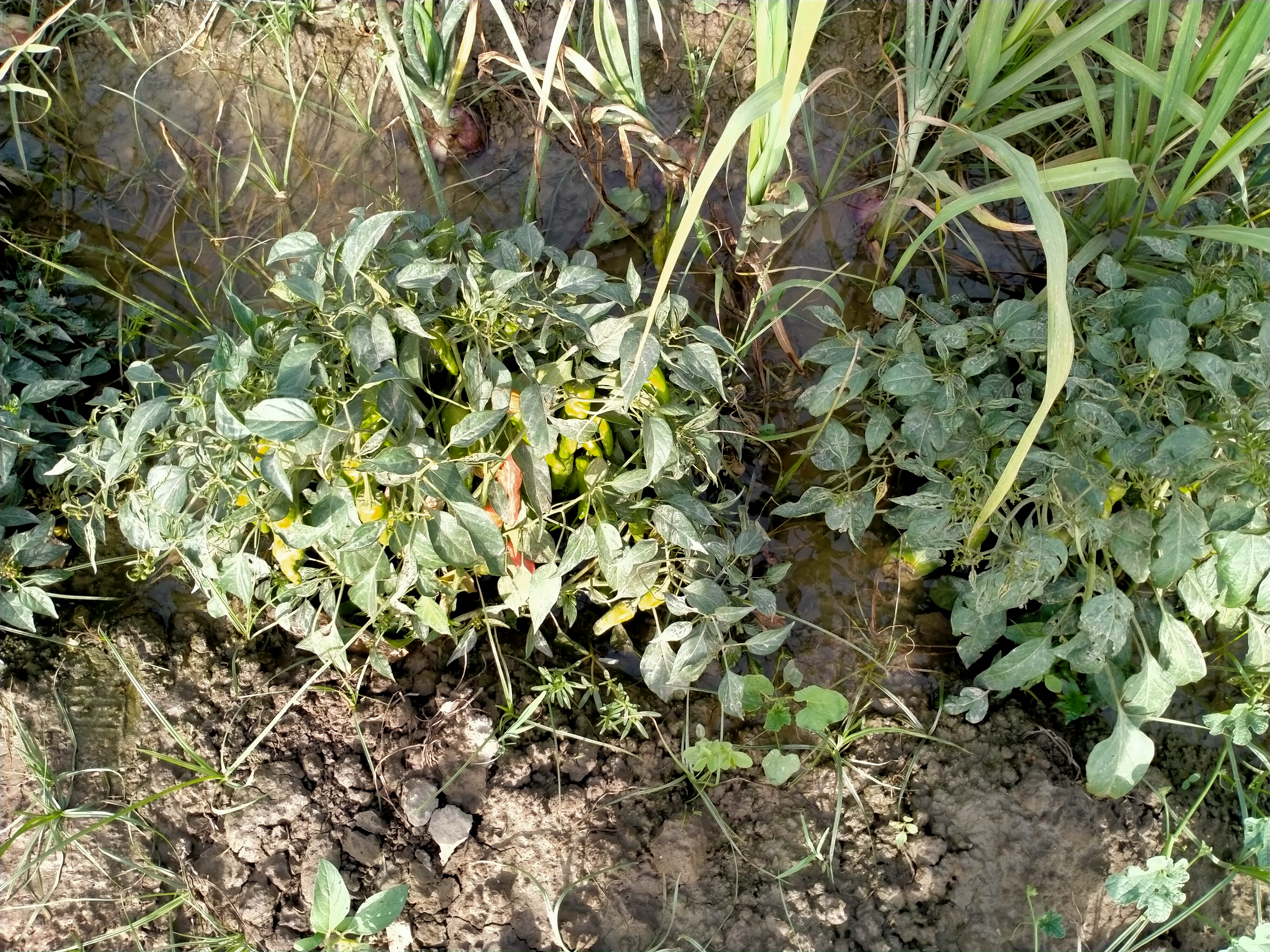 IMG20210529163442.jpg