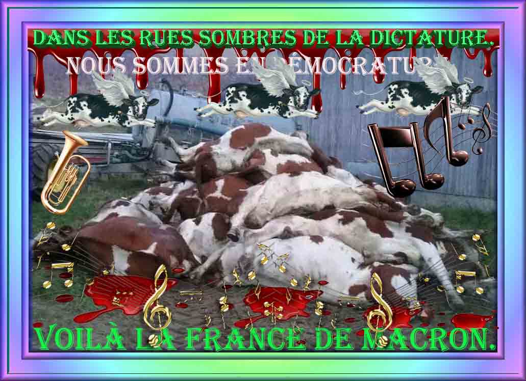 Vache morte.jpg