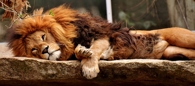 lion-3317566_640.jpg
