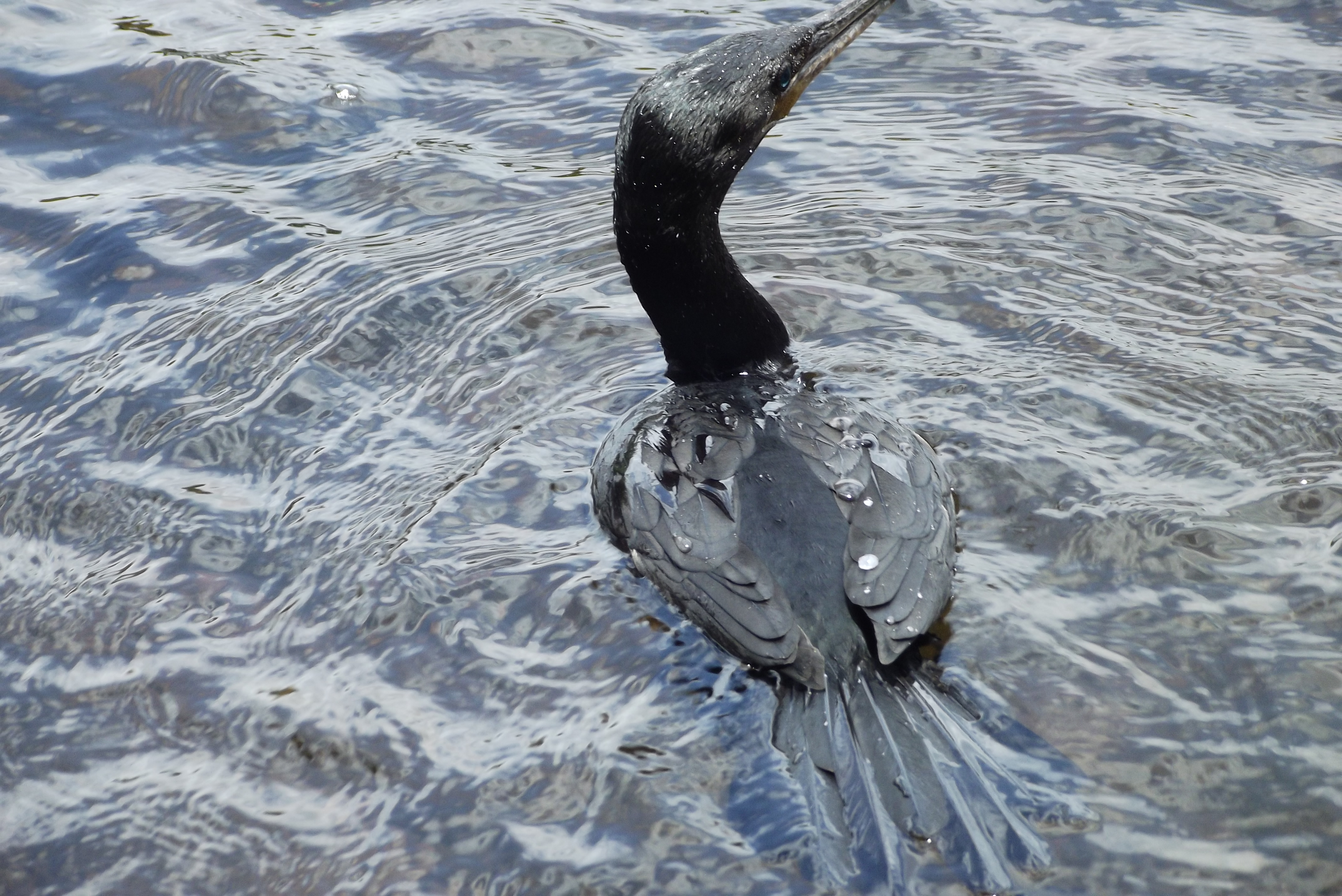 DSCF6071.jpg