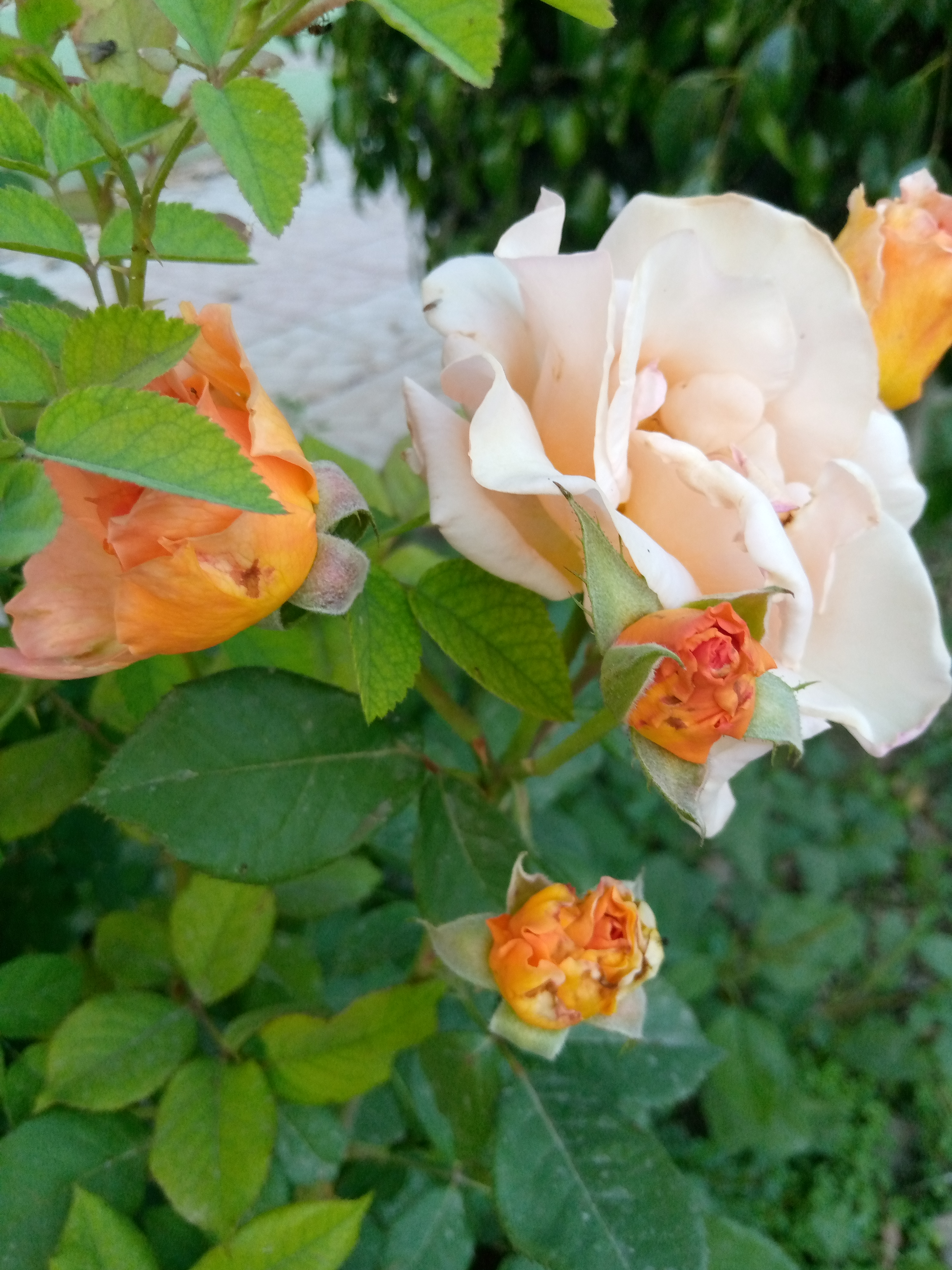 IMG_20210403_175712_368.jpg