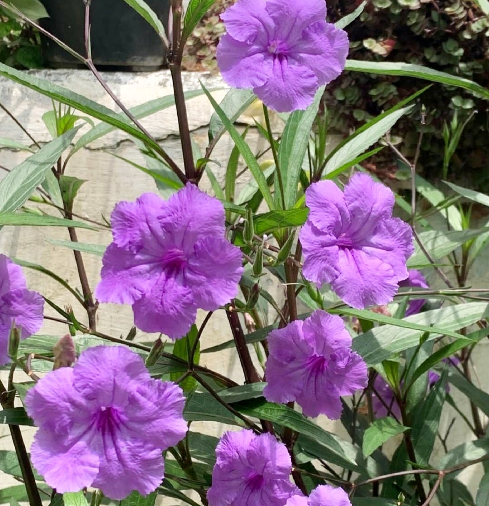 Ruellia angustifolia flower (2).jpg