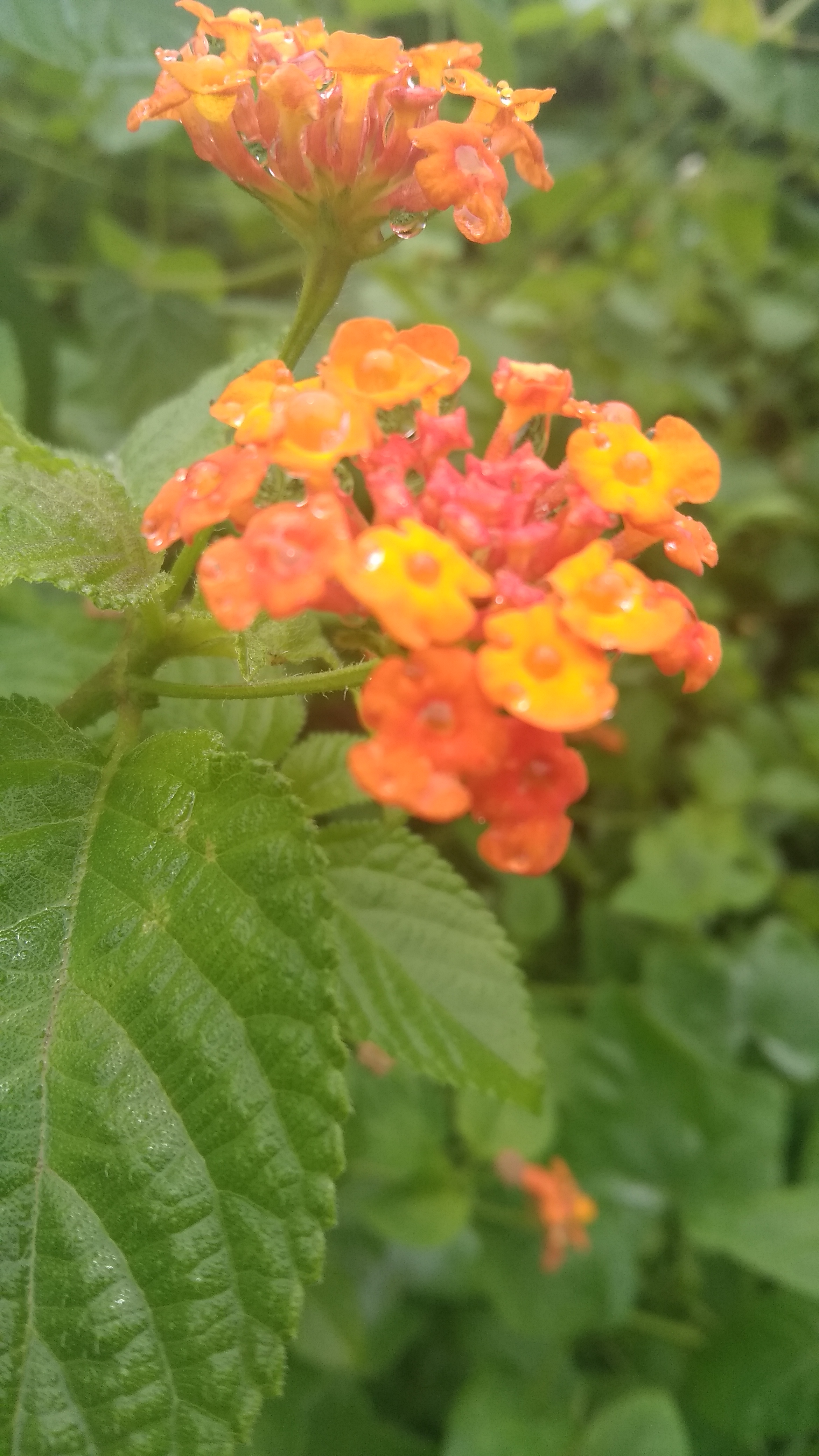 IMG_20211004_113840.jpg