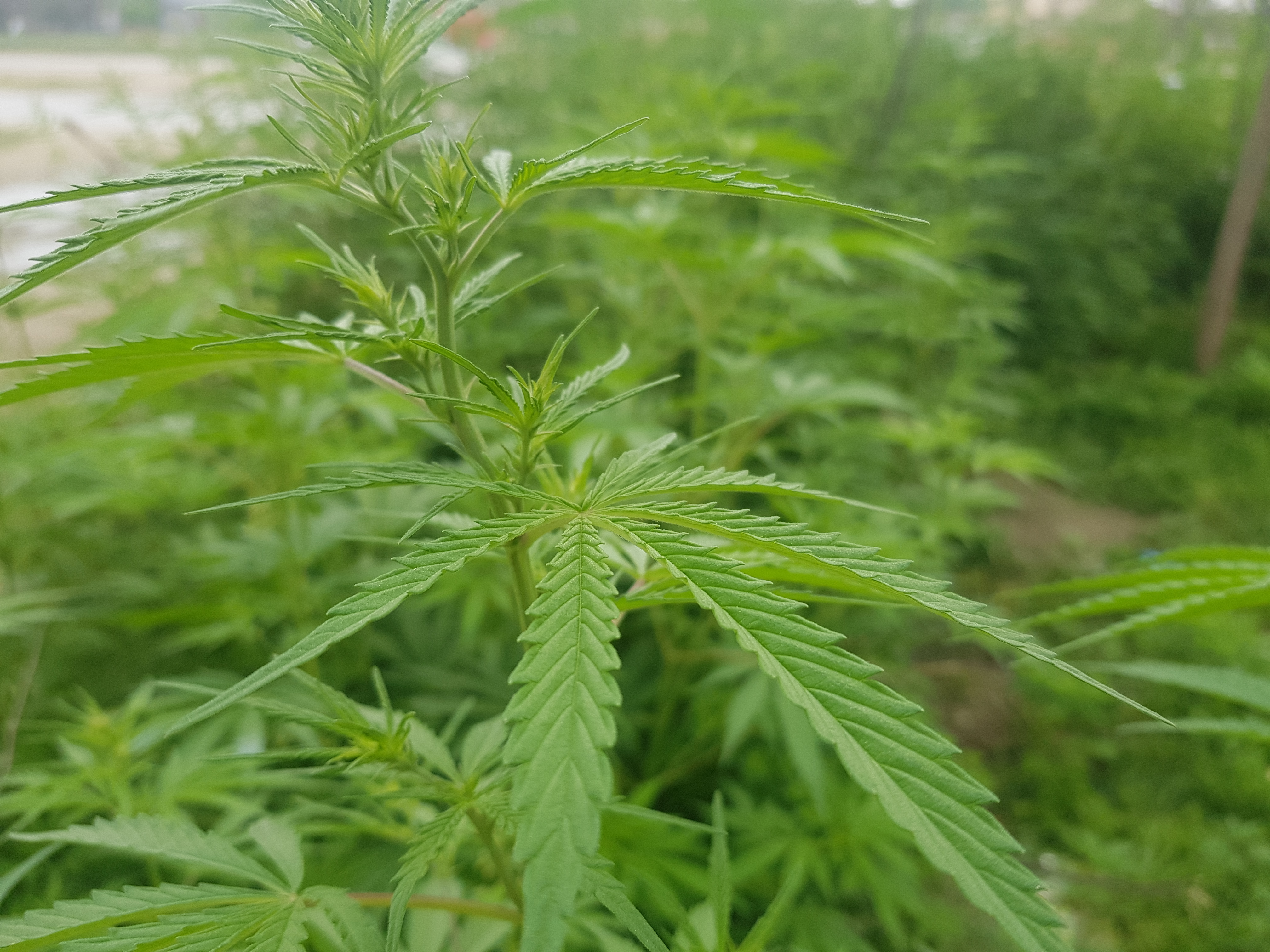 Marijuana (9).jpg