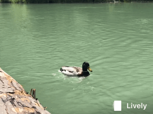 55E548F9-CE42-4E1D-BB63-4817E9298153.gif
