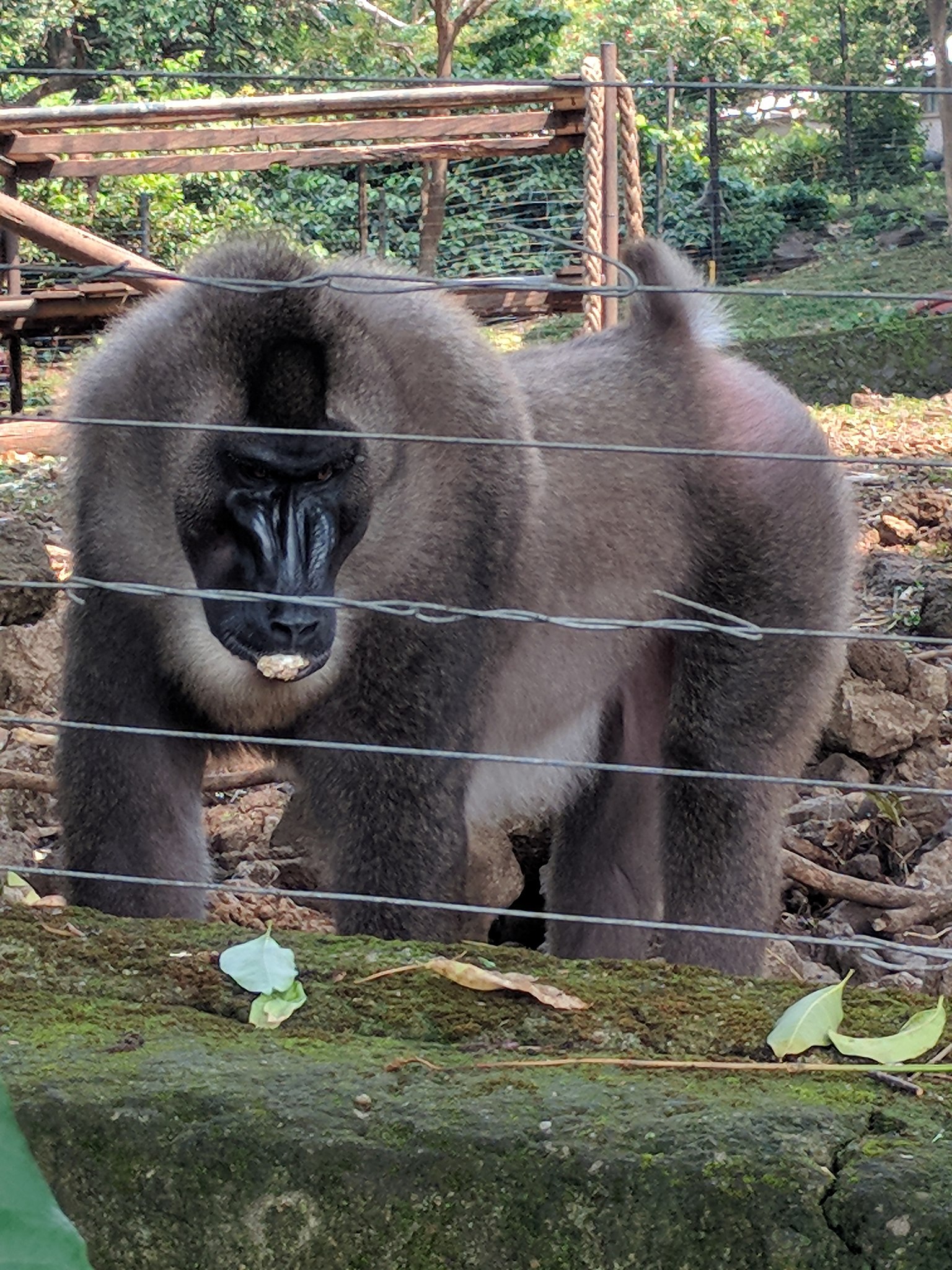 Drill,_Limbe_wildlife_centre.jpg