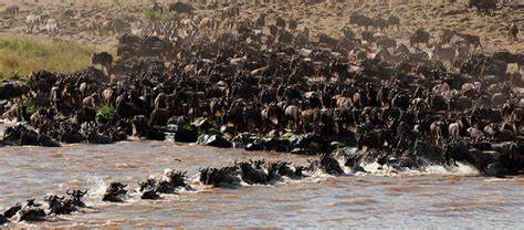 migration.jfif