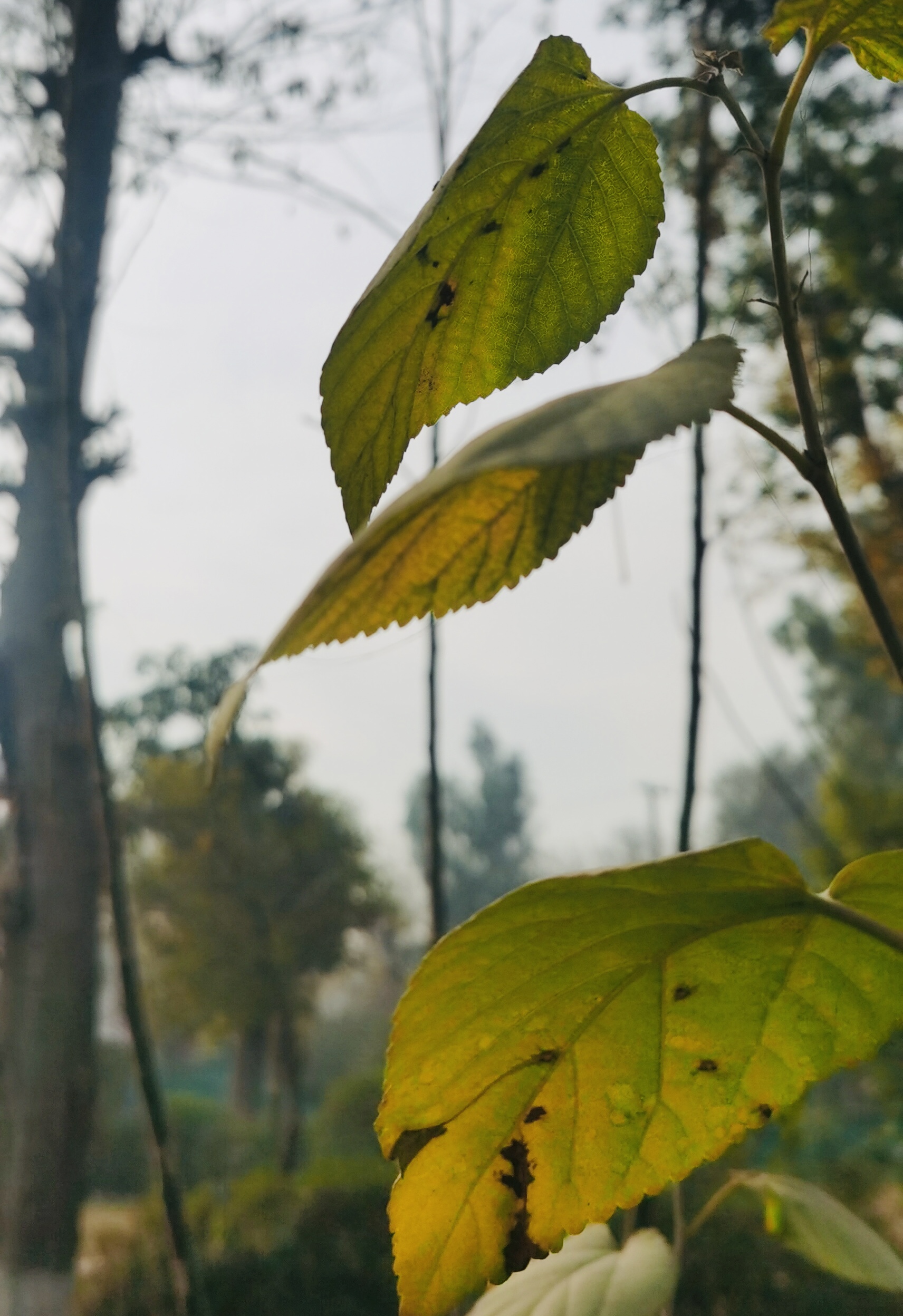 9068B337-7F1D-4564-A3F8-14AA3BDC36C5.jpeg