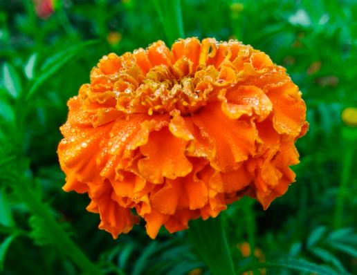 marigold-images-free-download-2-1.jpg