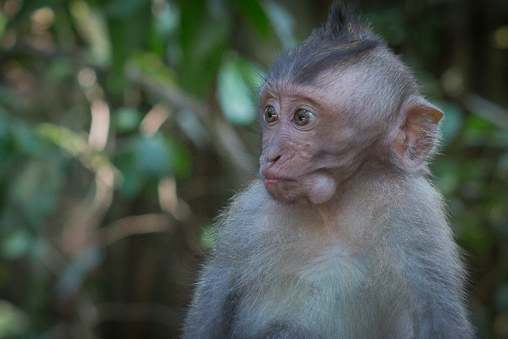 Monkey forest 148.jpg