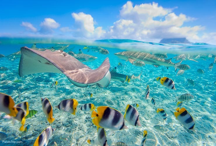 Colourful-fish-in-Bora-Bora-French-Polynesia-Pacific-Ocean.jpg