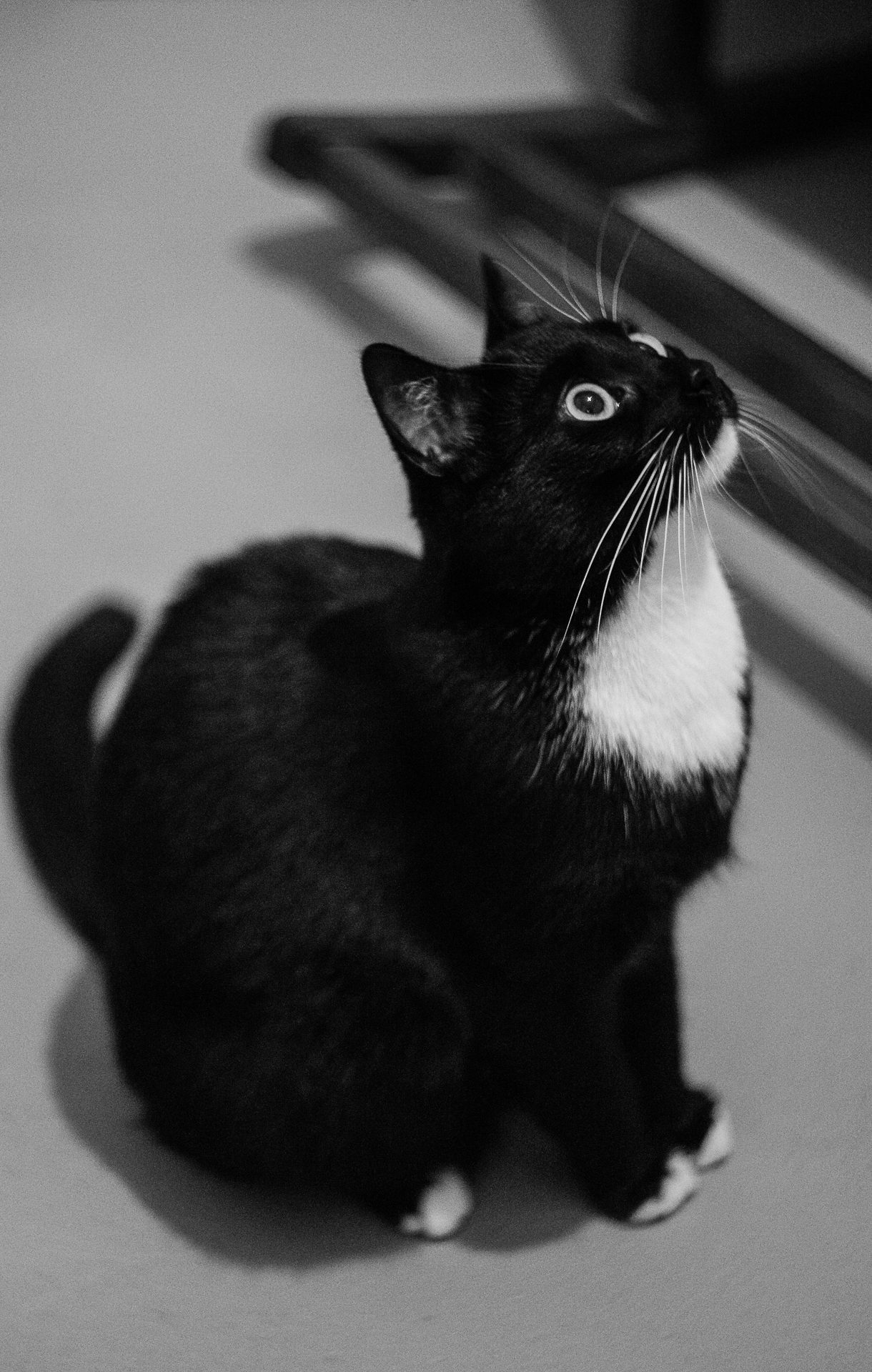 08-06-2018-monocat-jinx-05910.jpg