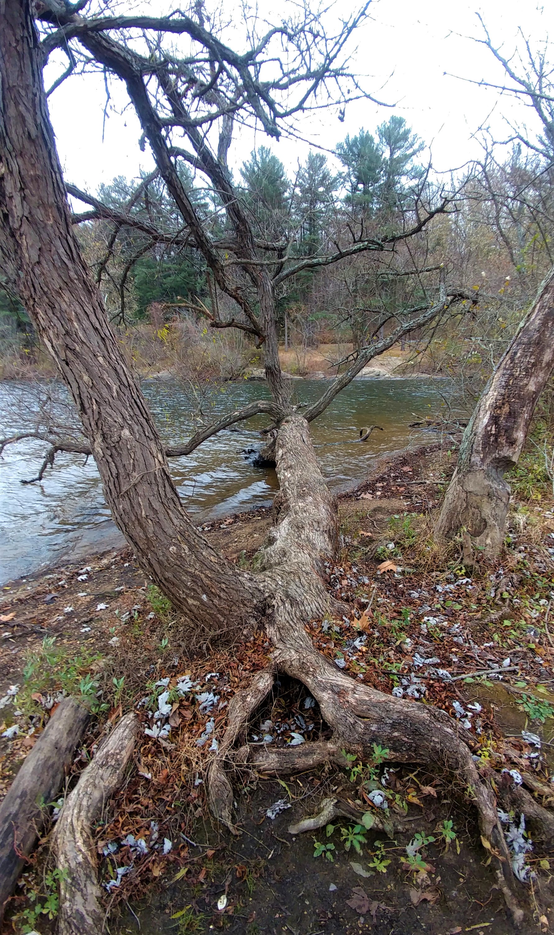 treetuesday11-19-19-9ok1.jpg