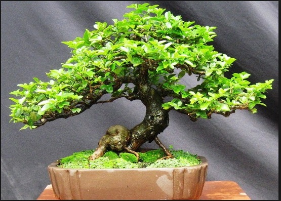 22-16-05-cara-membuat-tanaman-bonsai-adenium.jpg
