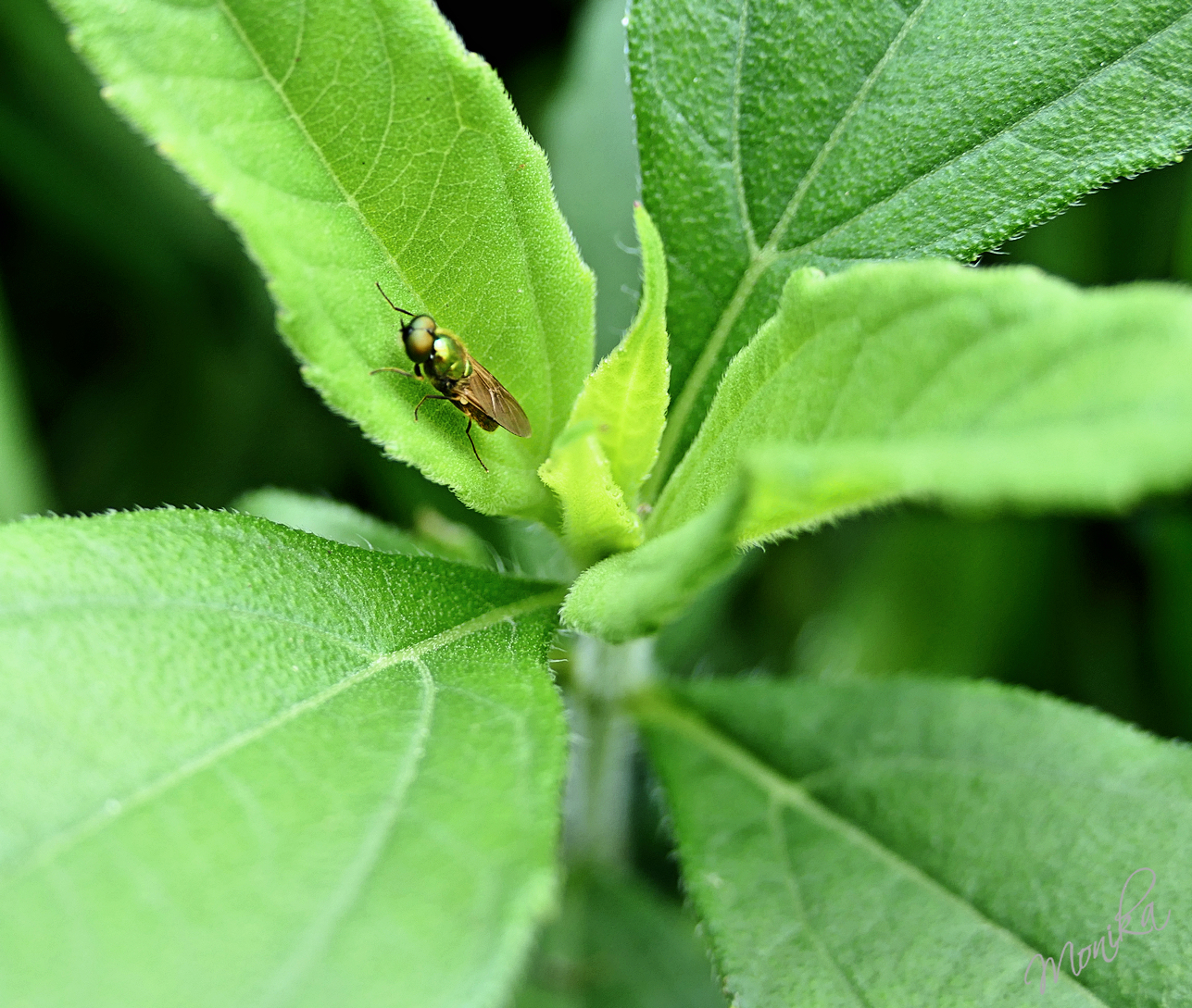ThursdayGreen64.jpg/