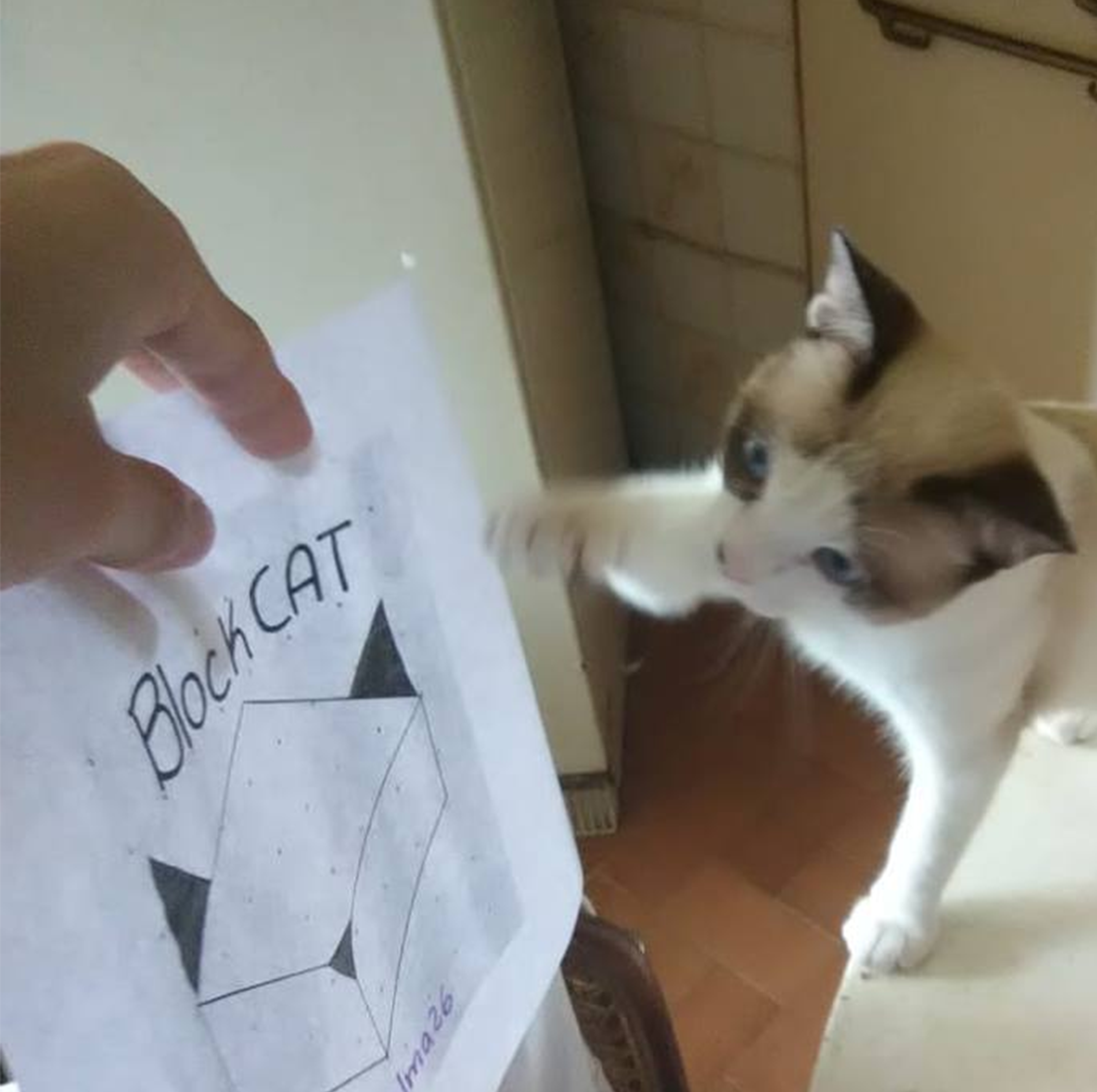 blockcat.png
