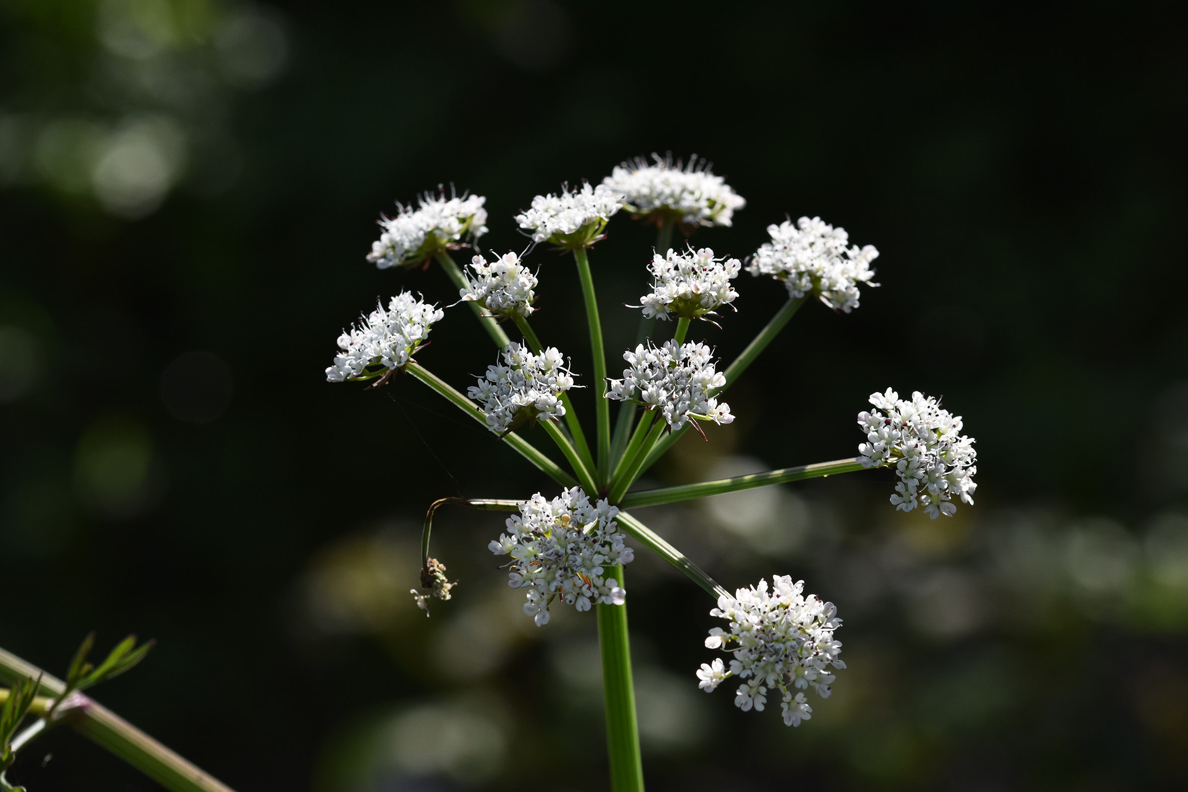 white wildflower no id 2.jpg