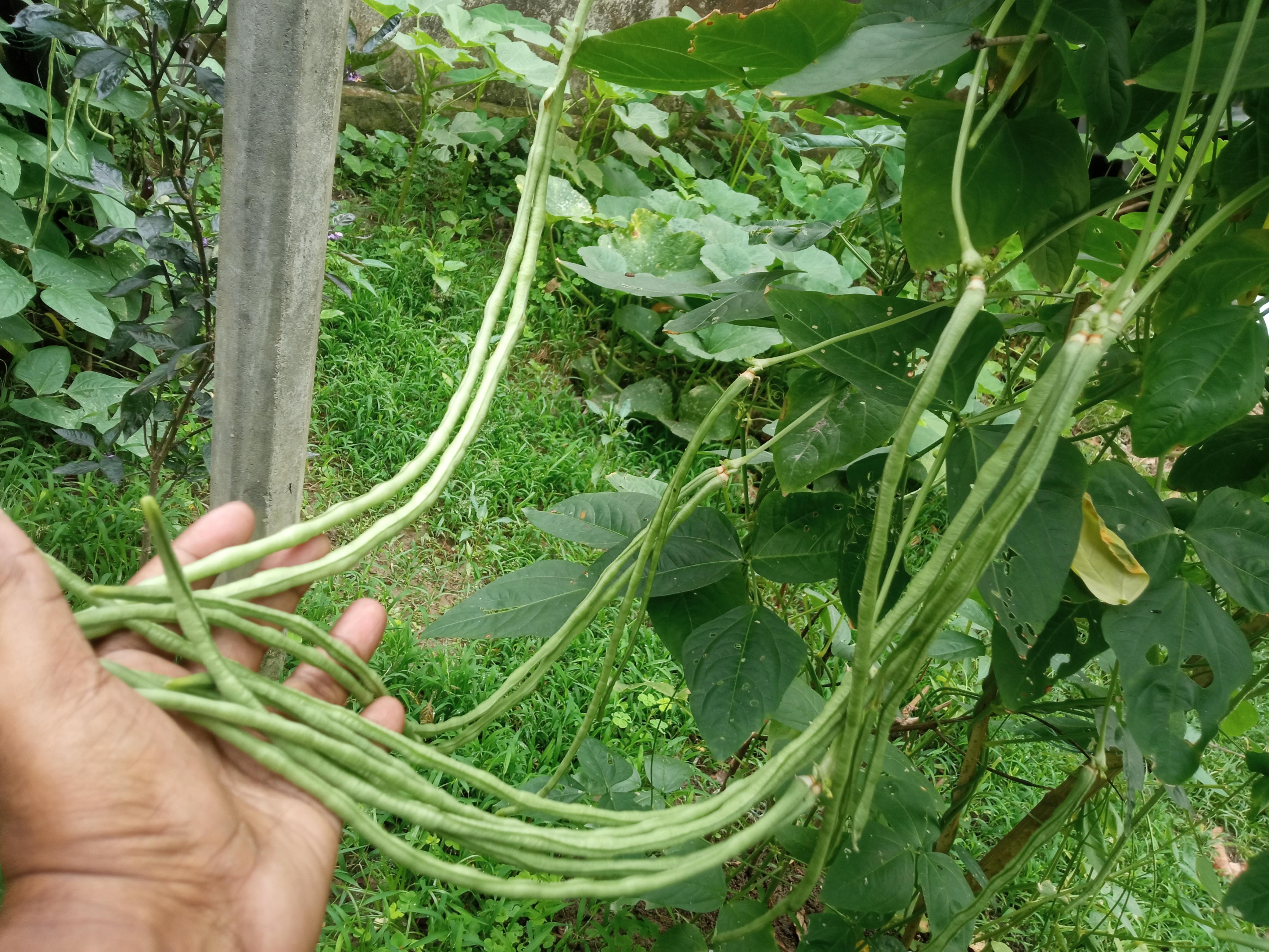 বরবটি (2).jpg