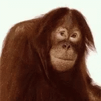 received_801436166716344.gif