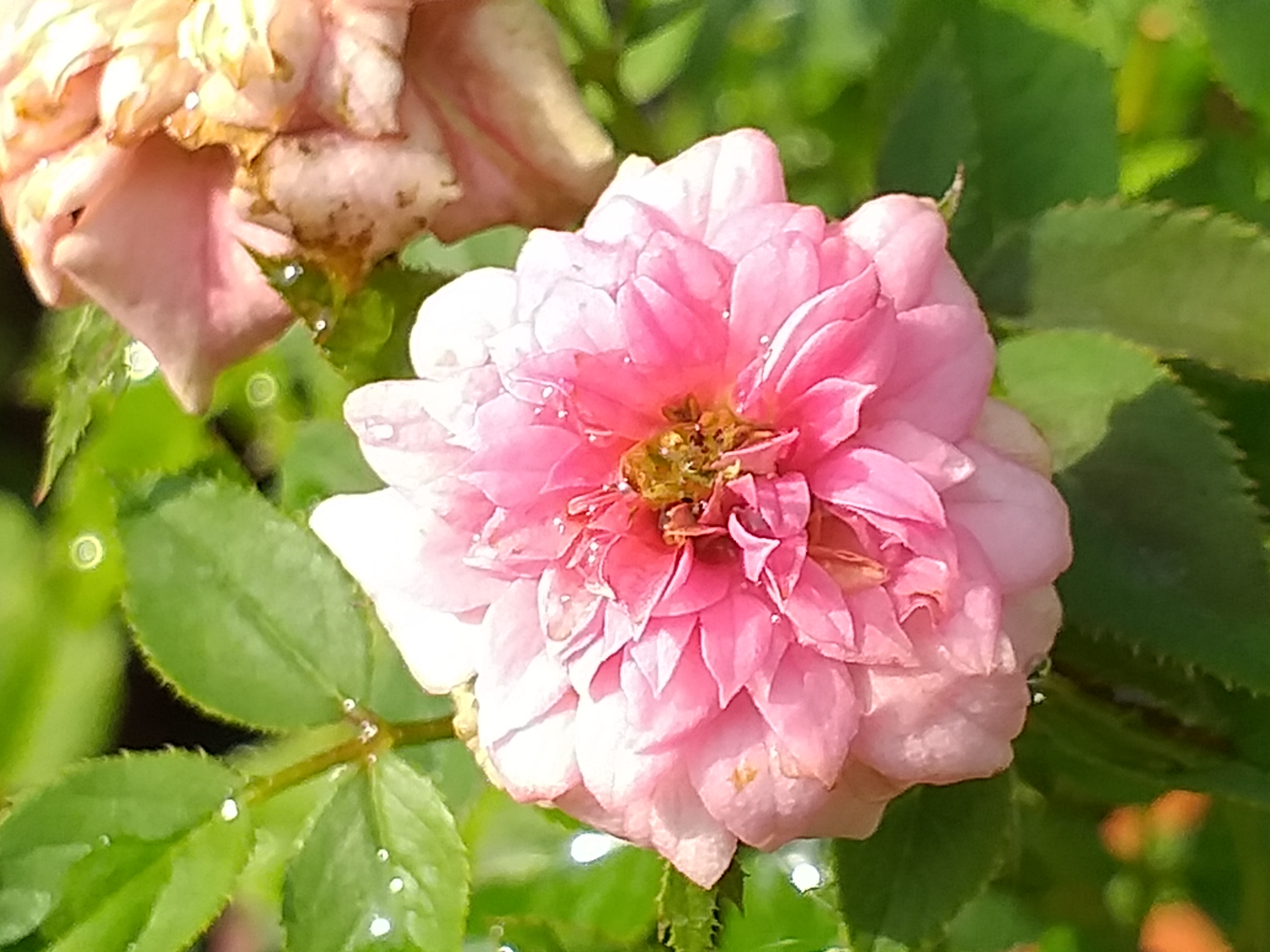 my garden33.jpg