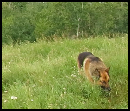 Bruno smelling the flower meadow on the hill.jpg