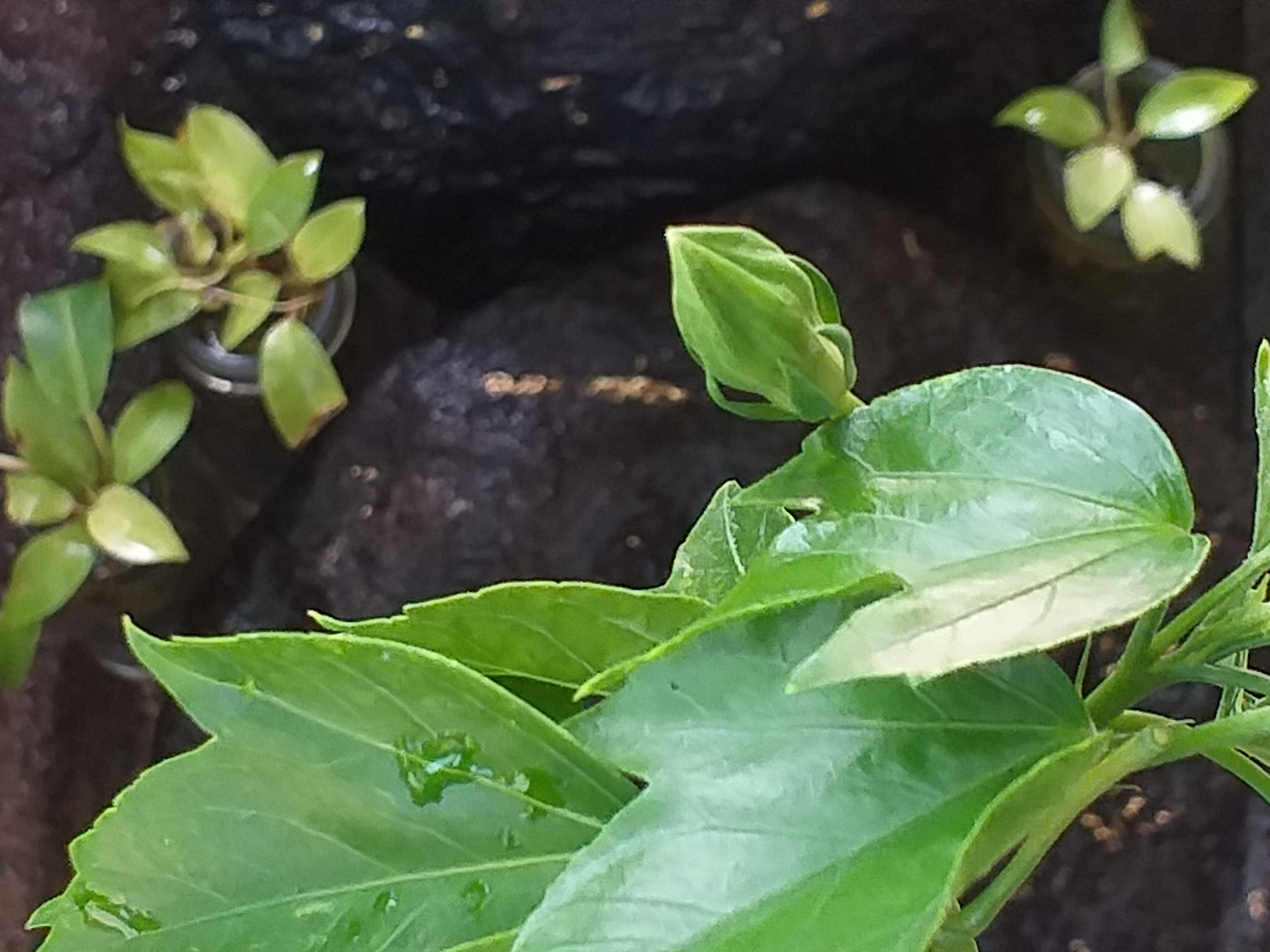 my garden29.jpg