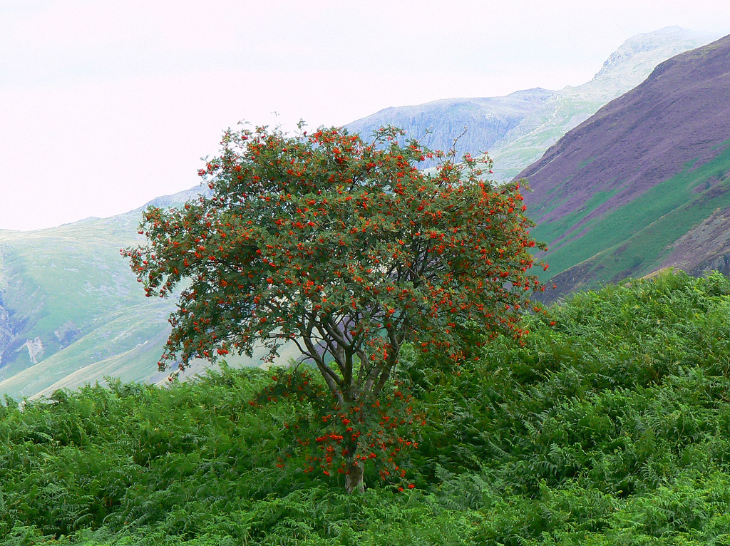 Mountain ash. Rowan Tree. Rowan Sapling. Mountain Ash Tree. А Rowan Tree pic.