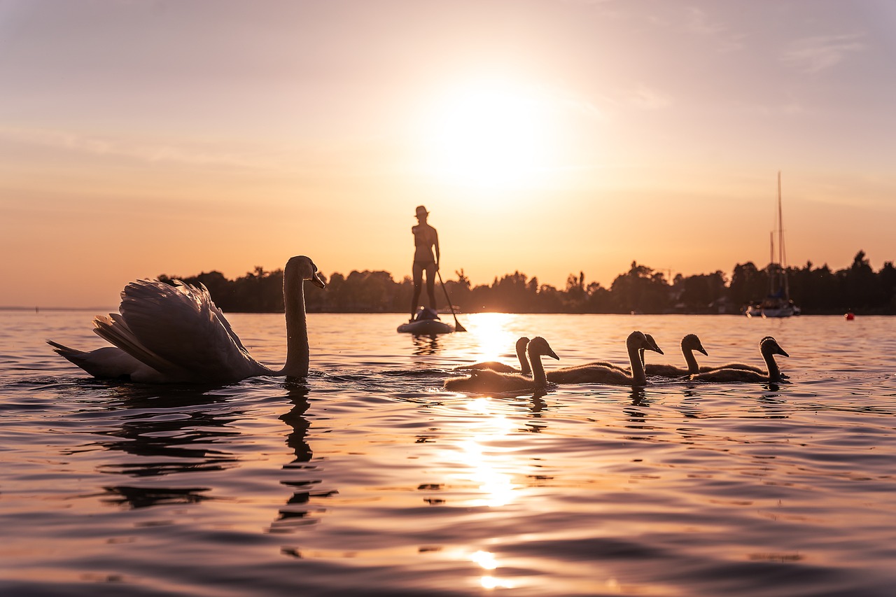 swans-6421355_1280.jpg