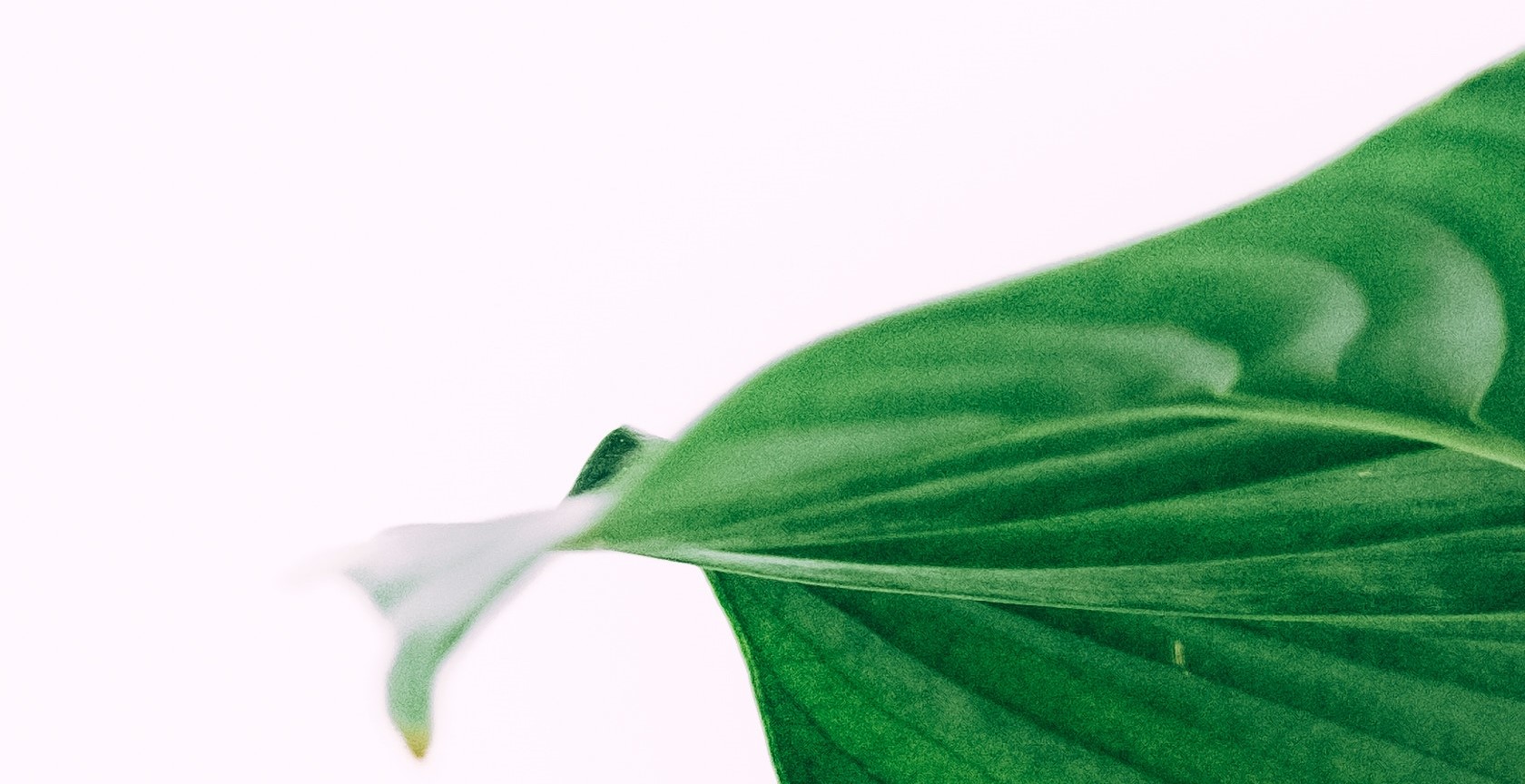 mitch-lensink-678727-unsplash (1).jpg