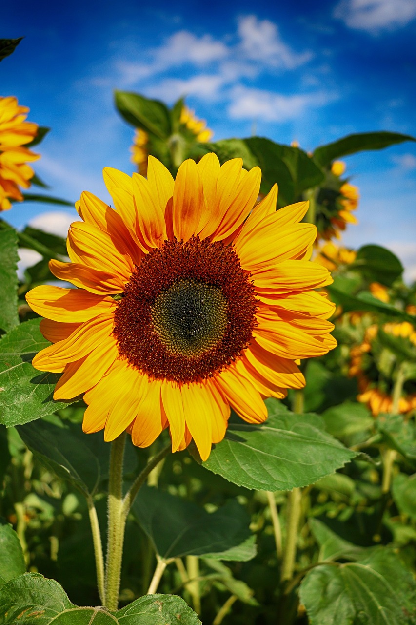 sunflower-1621990_1280.jpg