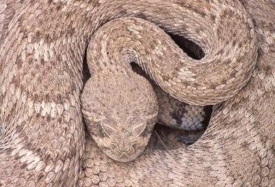 Closeup_of_Diamondback_3_1.jpeg
