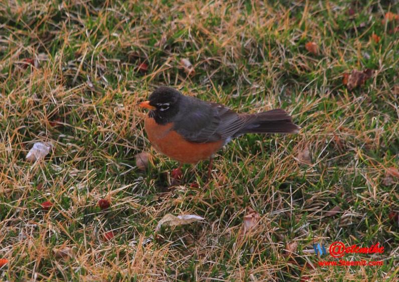 American Robin PFW63.jpg