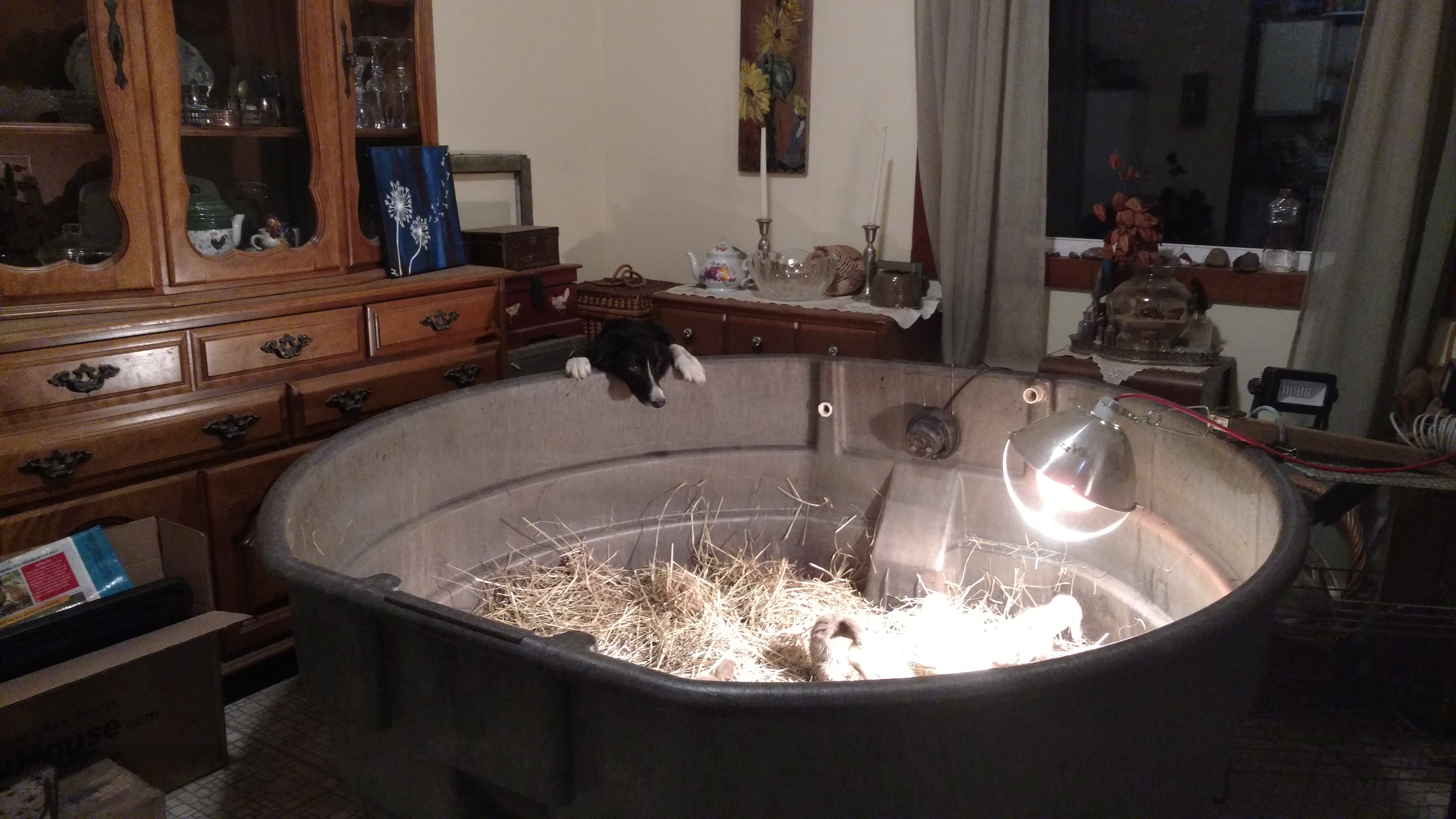 Suki_inspecting_the_205G_home.jpg