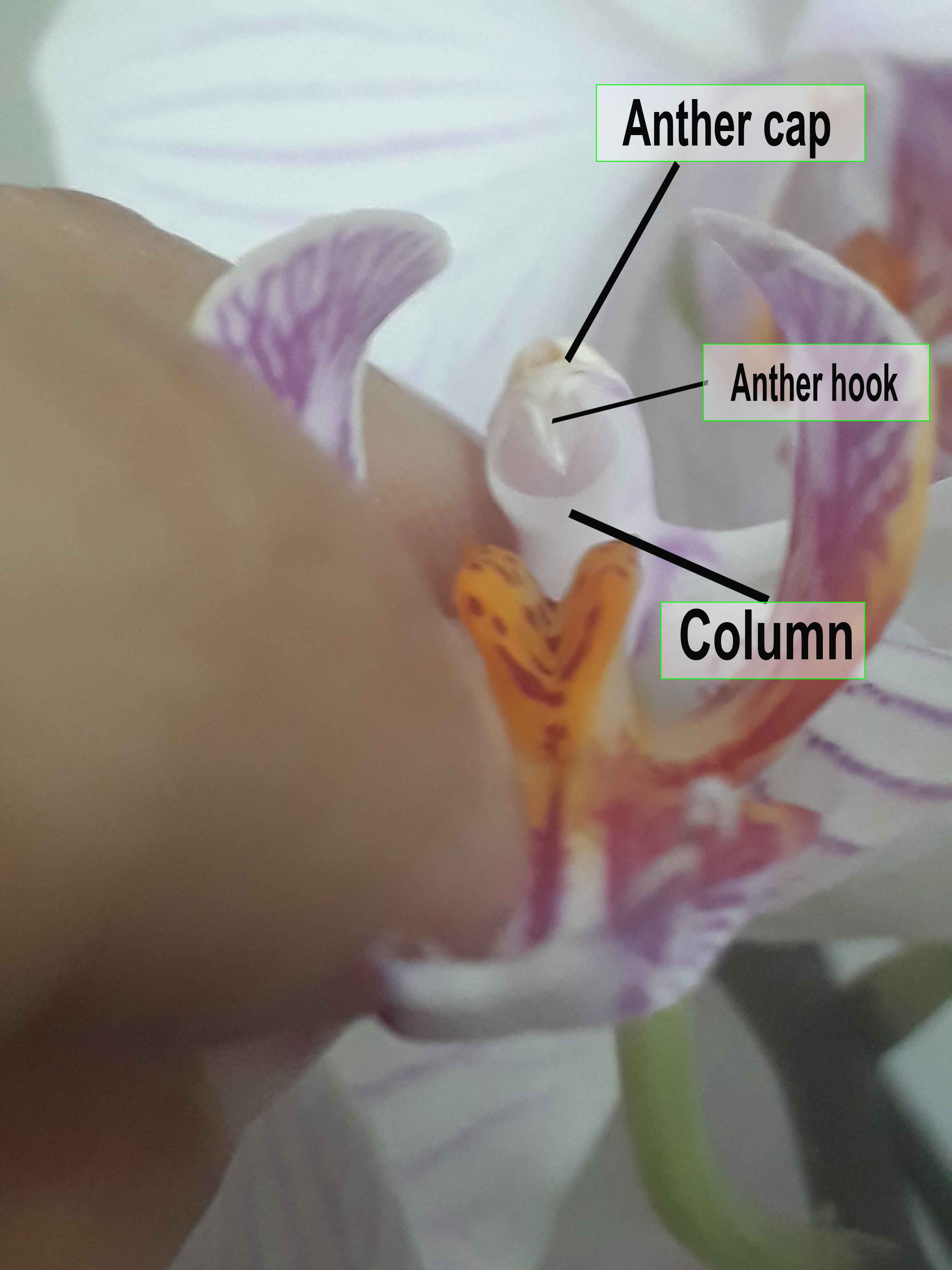 orchid pollination.jpg