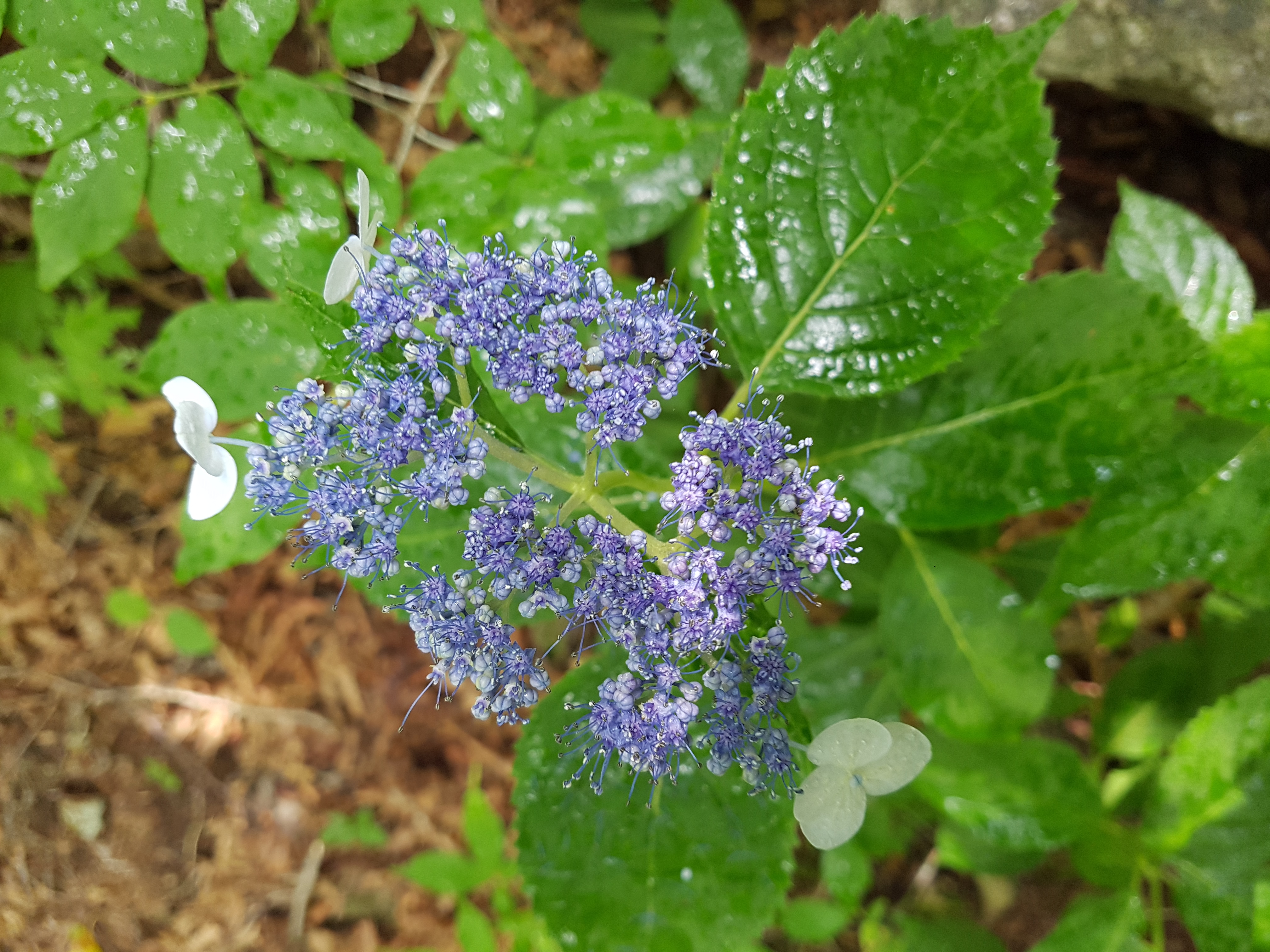 20190714_123839.jpg
