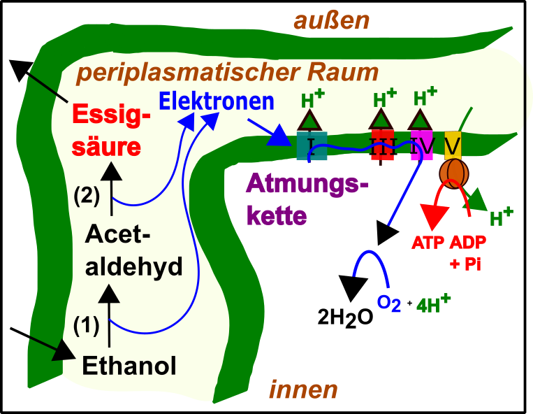 Biochemie III.png