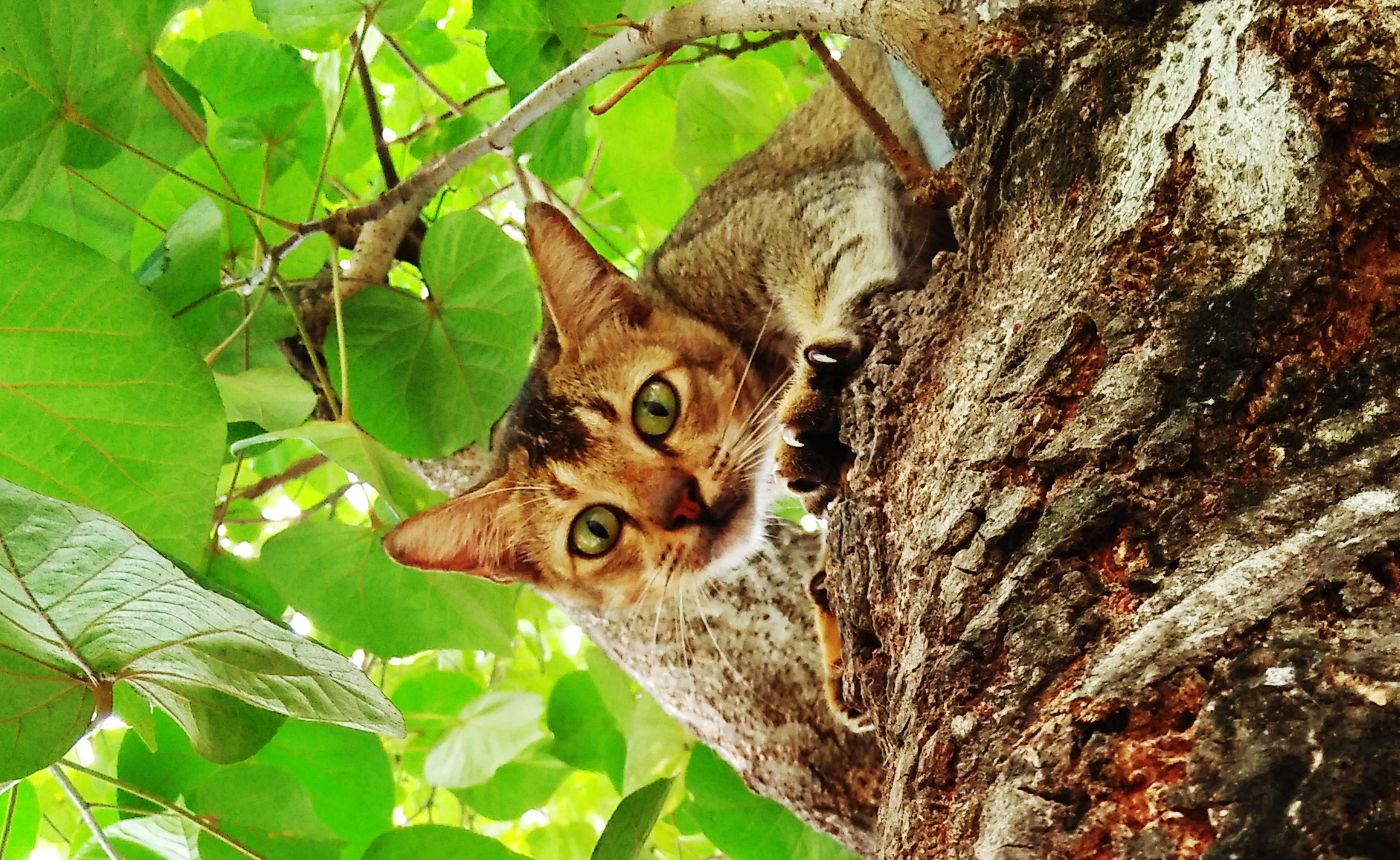 cat2.jpg
