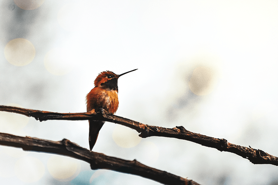 crimsonclad orange hummingbird at sunset