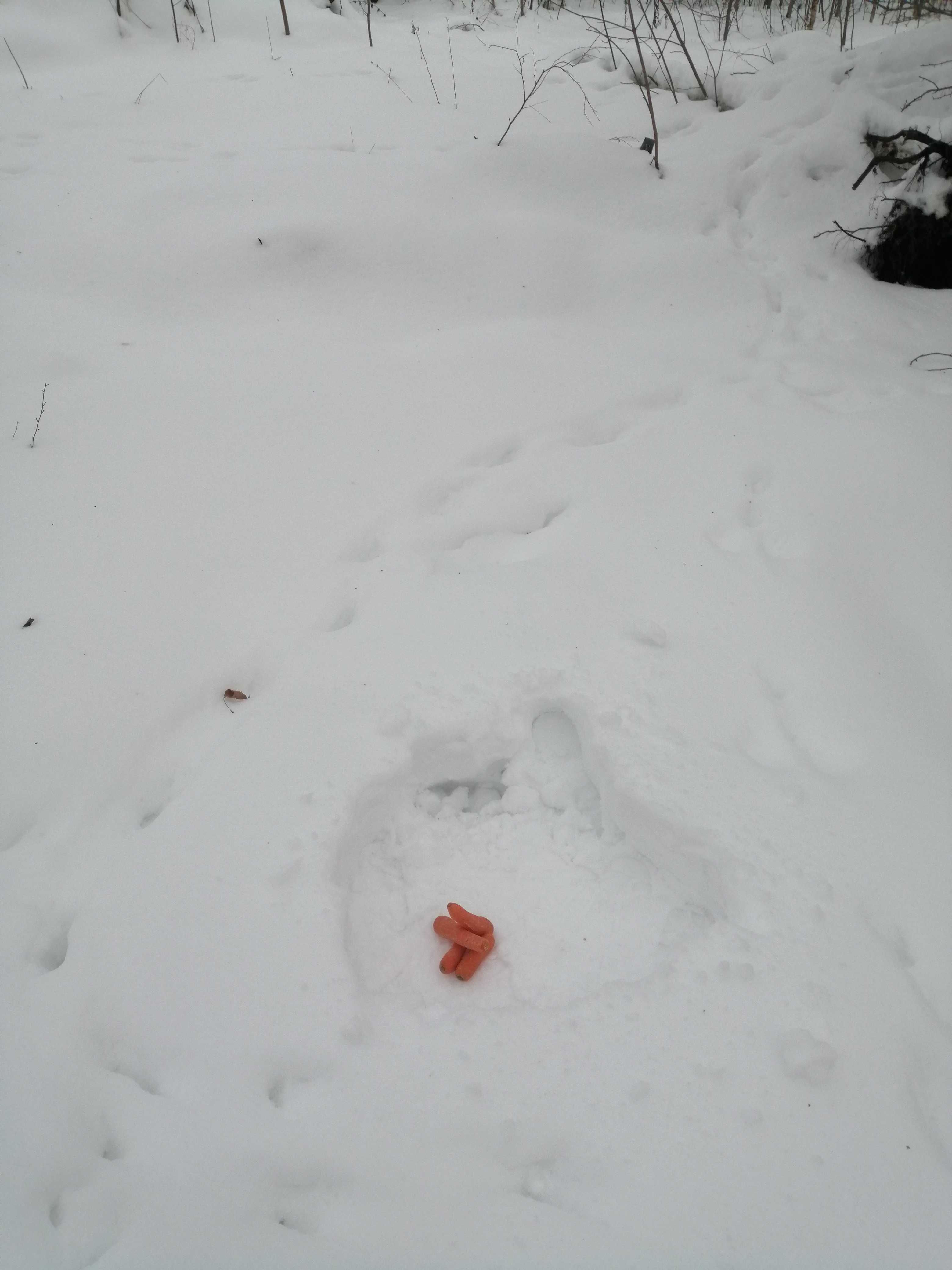 IMG_20210119_104430.jpg